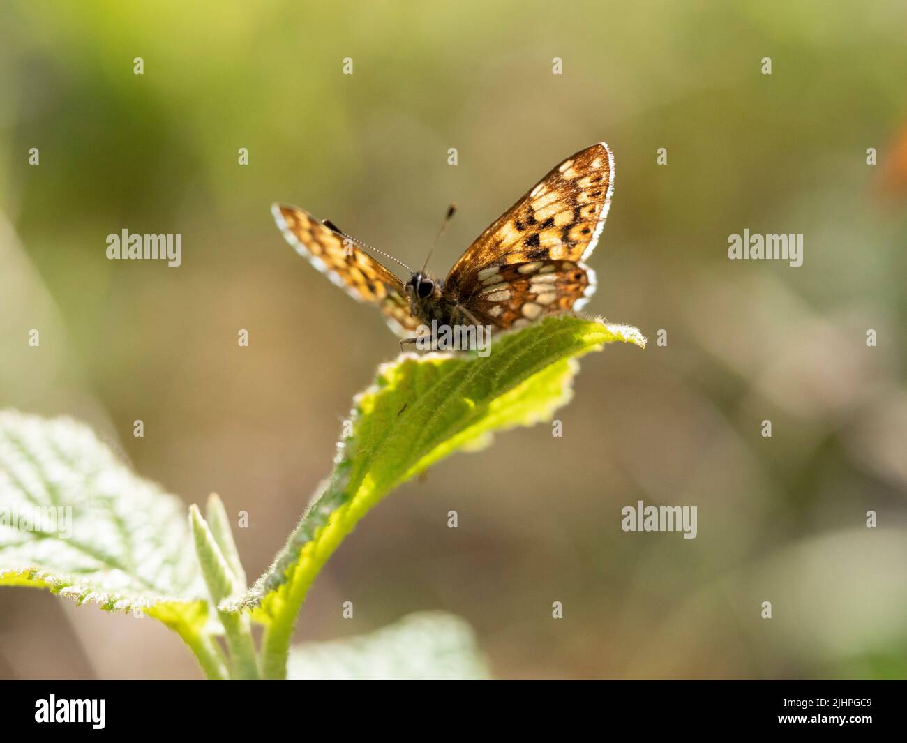 Duke of Burgundy Butterfly, (Hamearis lucina), Bonsai Woodlands, Kent, Royaume-Uni espèces prioritaires, Espèces européennes menacées Banque D'Images