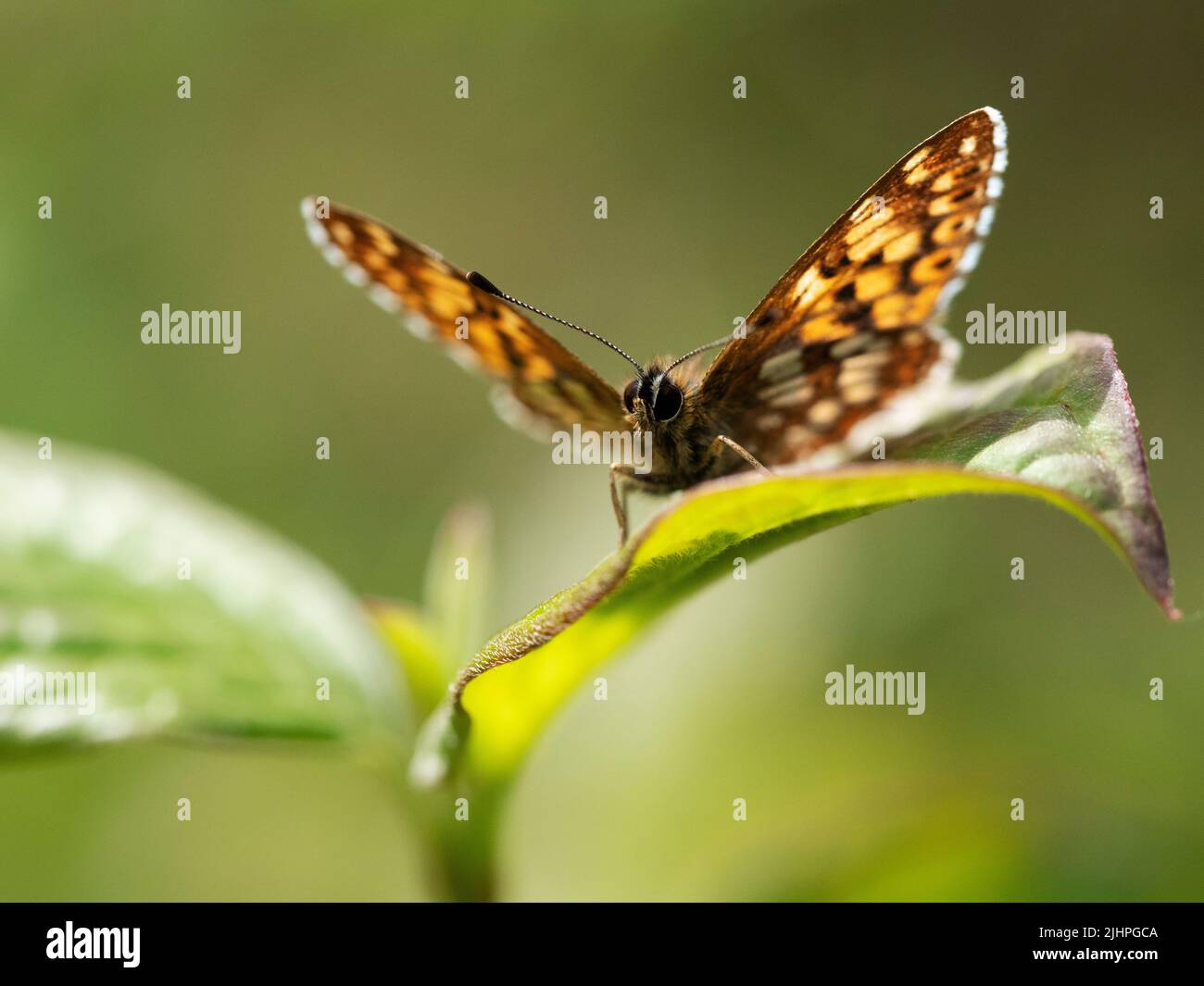 Duke of Burgundy Butterfly, (Hamearis lucina), Bonsai Woodlands, Kent, Royaume-Uni espèces prioritaires, Espèces européennes menacées Banque D'Images