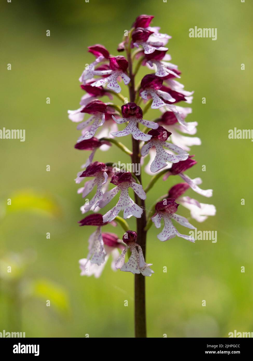 Lady Orchid (Orchis purpurea) en fleur, bois de Bonsai, Kent, protégé Banque D'Images