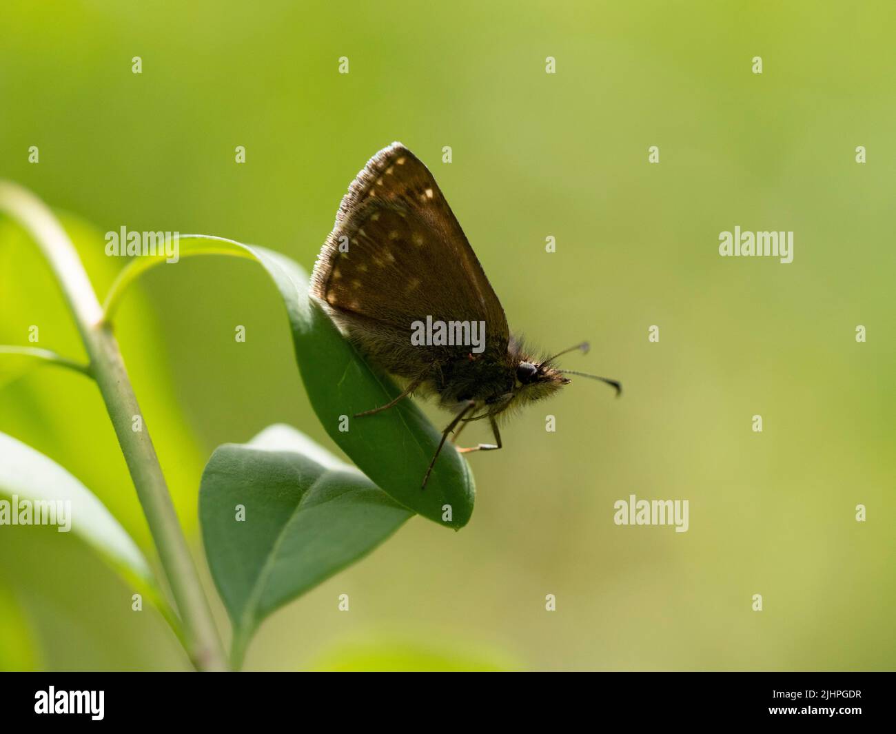 Hespérie dingy Butterfly, (Erynnis tages), Bonsai Woodlands, Kent, Royaume-Uni, statut hautement prioritaire Banque D'Images