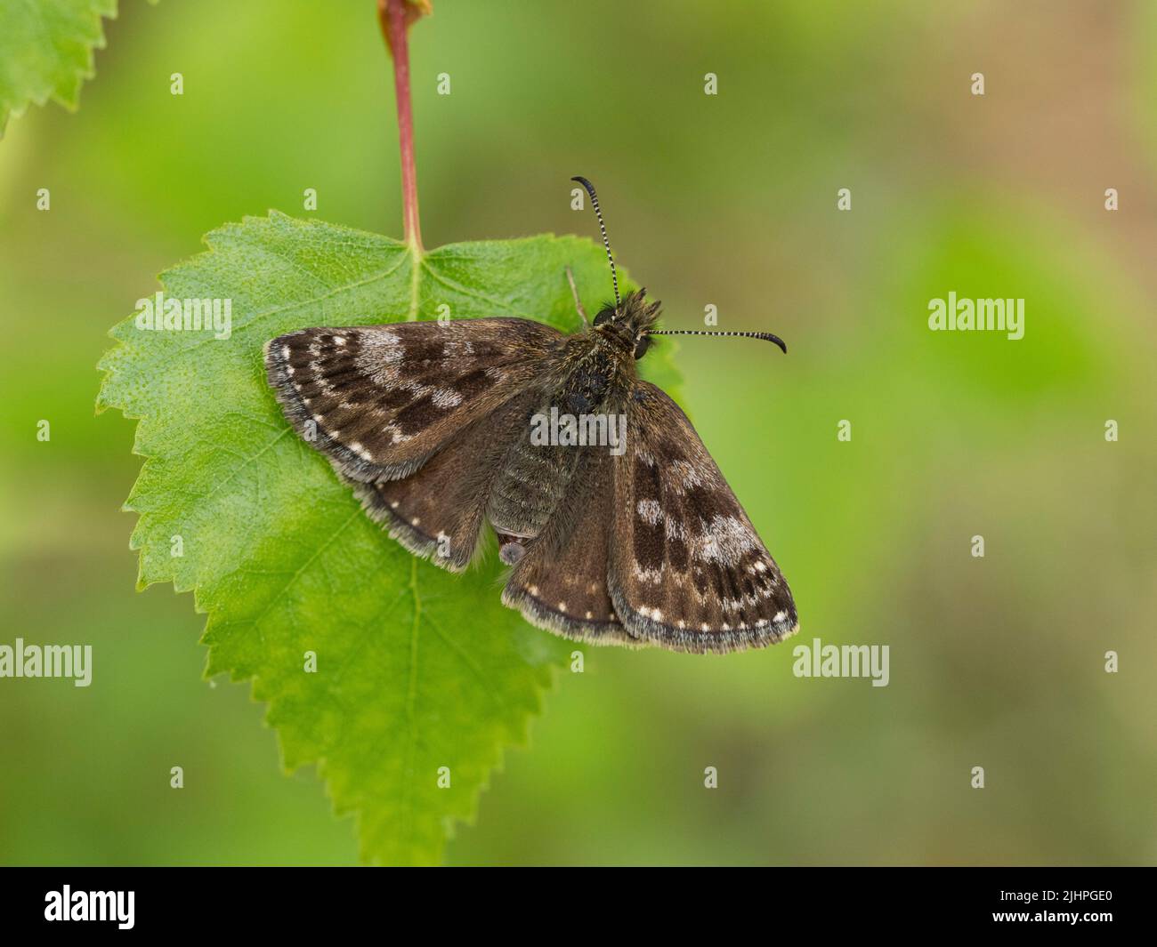 Hespérie dingy Butterfly, (Erynnis tages), Bonsai Woodlands, Kent, Royaume-Uni, statut hautement prioritaire Banque D'Images