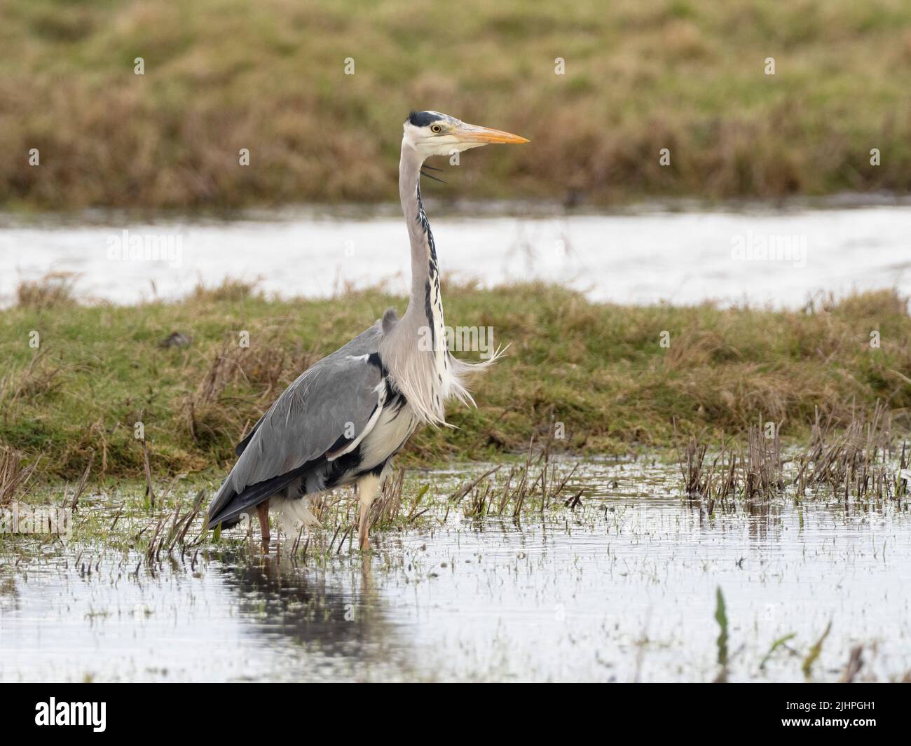 Héron gris (Ardea cinerea), passage à gué dans la pêche aquatique, réserve naturelle d'Elmley, Kent, Royaume-Uni Banque D'Images