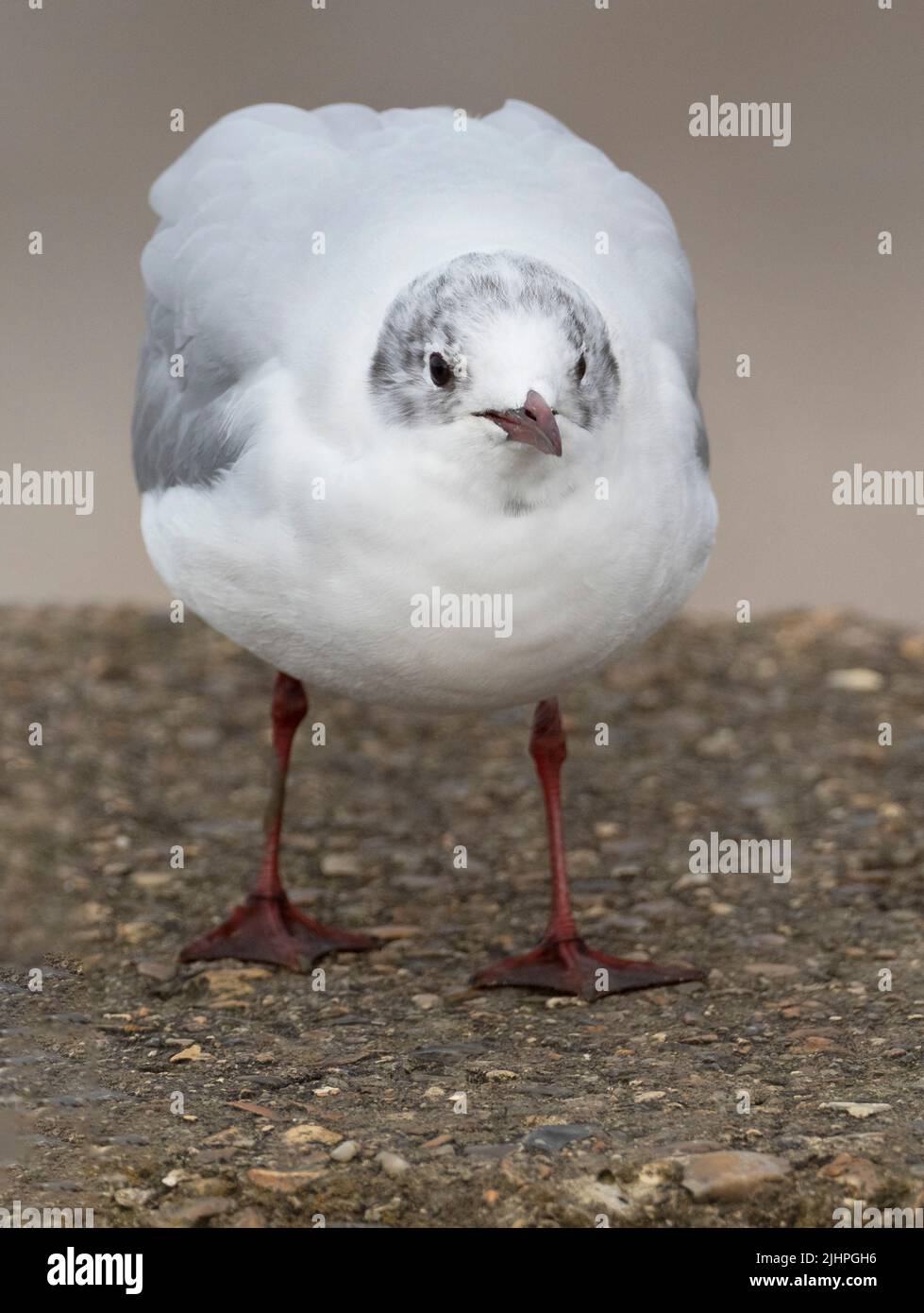 Gull à tête noire immature, (Larus ridibundus), île de Leysdowne de Shepey, Kent, Royaume-Uni, sur le mur de mer Banque D'Images