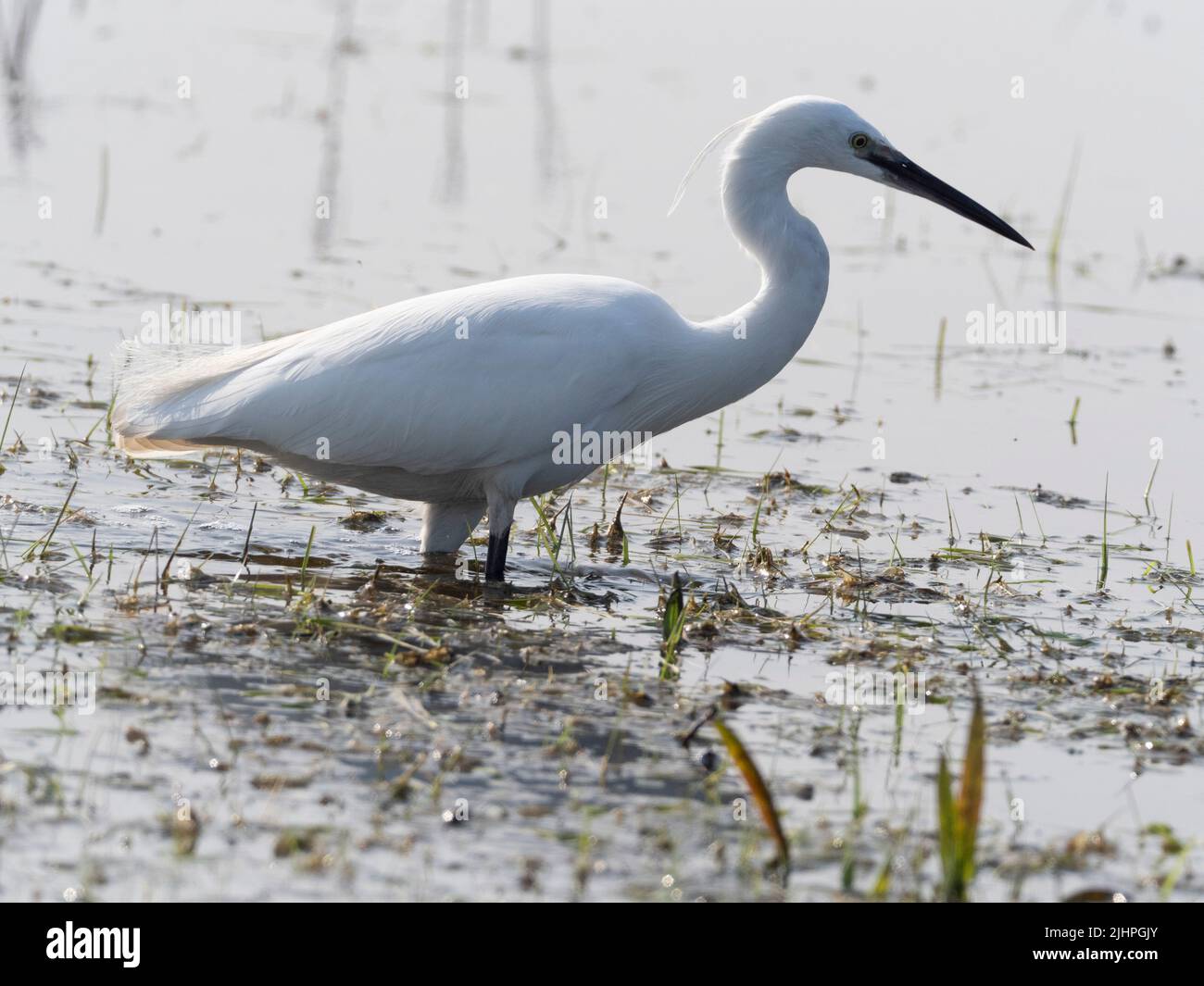 Little Egret (Egretta garzetta) Elmley nature Reserve, Kent, Royaume-Uni, passage à gué dans la pêche en eau Banque D'Images