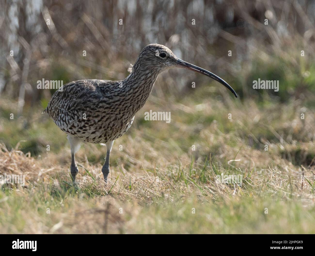 Curlew (Numenius arquata)Réserve naturelle d'Elmley, Kent, Royaume-Uni Banque D'Images