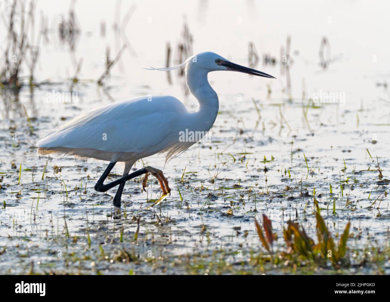 Little Egret (Egretta garzetta) Elmley nature Reserve, Kent, Royaume-Uni, passage à gué dans la pêche en eau Banque D'Images