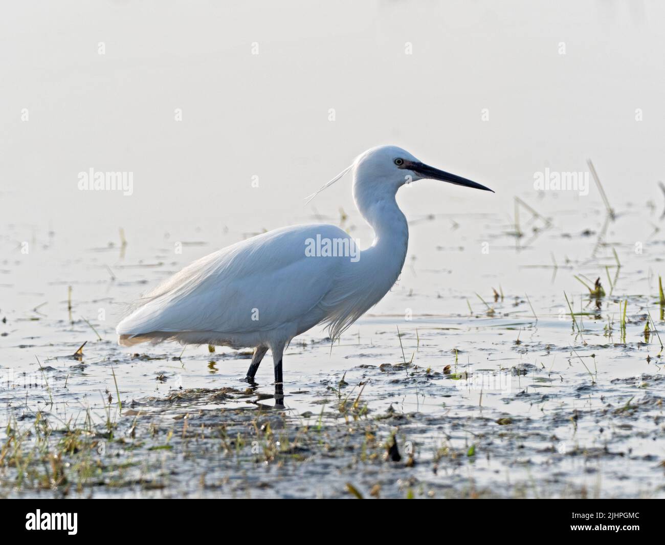 Little Egret (Egretta garzetta) Elmley nature Reserve, Kent, Royaume-Uni, passage à gué dans la pêche en eau Banque D'Images
