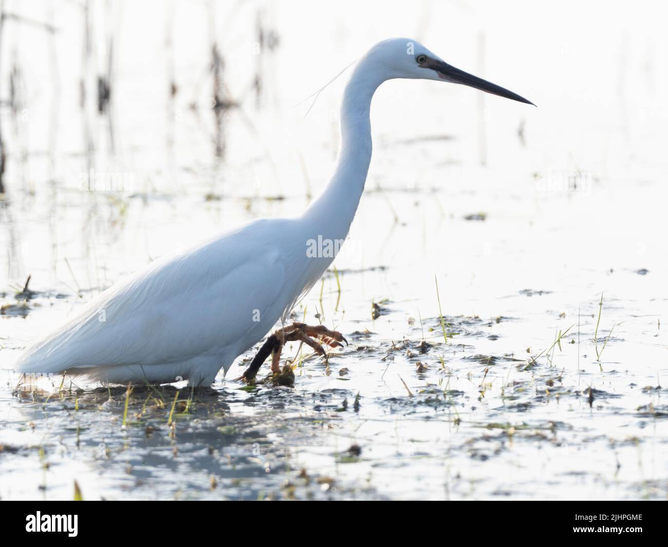 Little Egret (Egretta garzetta) Elmley nature Reserve, Kent, Royaume-Uni, passage à gué dans la pêche en eau Banque D'Images