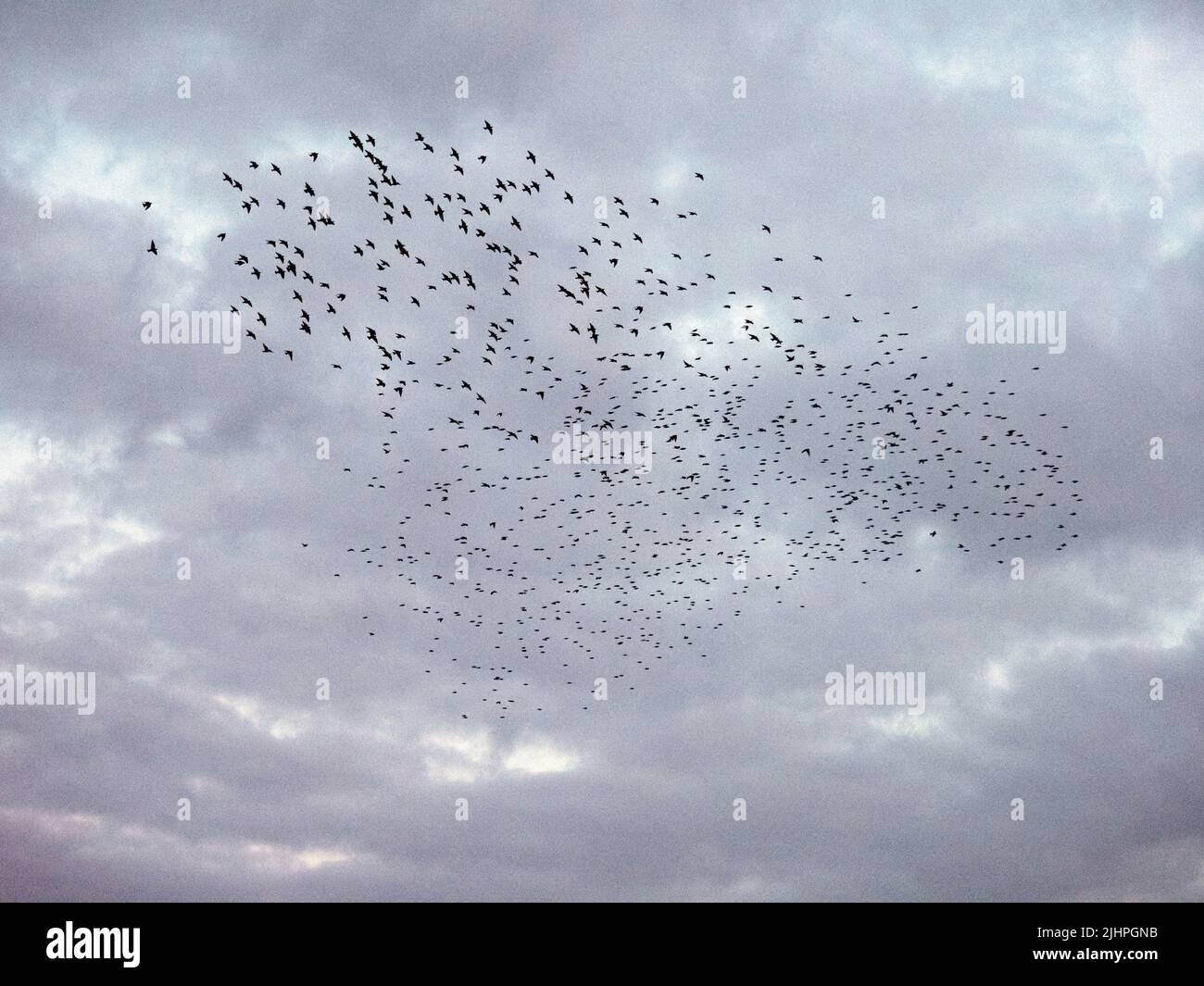 Murmure d'étoiles communes (Sturnus vulgaris), rassemblement de troupeau au-dessus du port avant l'atterrissage à la roôte d'hiver, Ramsgate KENT UK, Black & White Banque D'Images