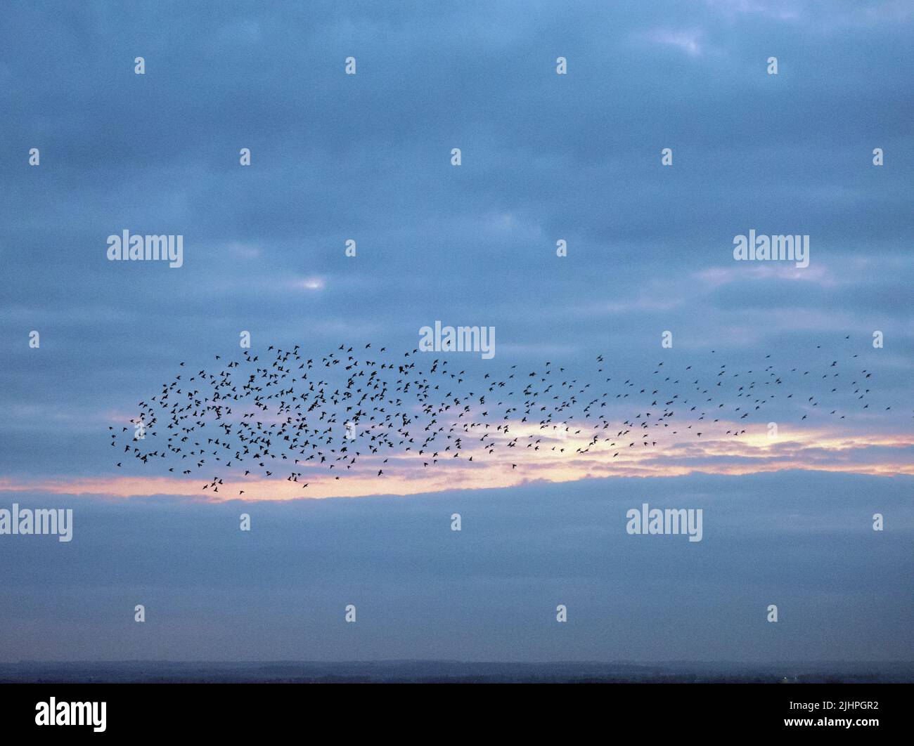 Murmure d'étoiles communes (Sturnus vulgaris), rassemblement de troupeau au-dessus du port avant atterrissage à la roôte d'hiver, Ramsgate KENT UK, coucher de soleil Banque D'Images