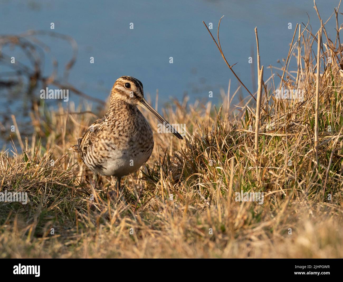 Snipe (Gallinago gallinago), Restharrow scrape, Sandwich Bay Bird Observatory Trust, Kent, Royaume-Uni Banque D'Images