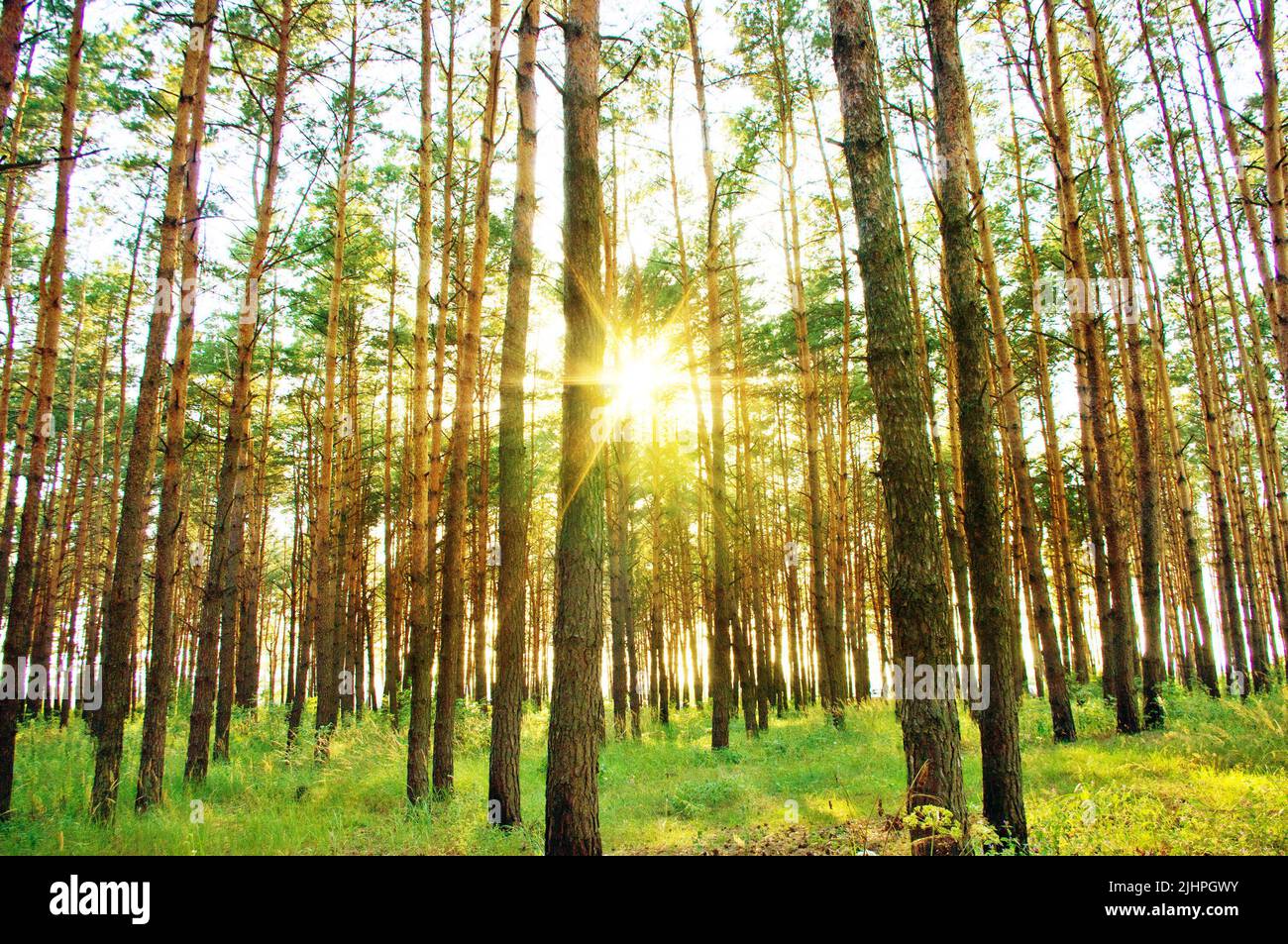 Rayons lumineux de la lumière du soleil dans les arbres de la forêt en été Banque D'Images