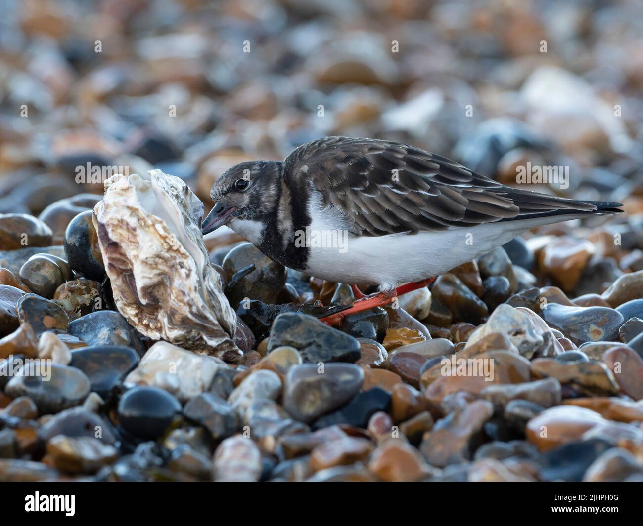 Ruddy turnstone (Arenaria interpretes) Turning jeter Oyster Shells sur la plage de galets, Whitstable, Kent UK, les roches tournantes peuvent presque aussi lourdes Banque D'Images