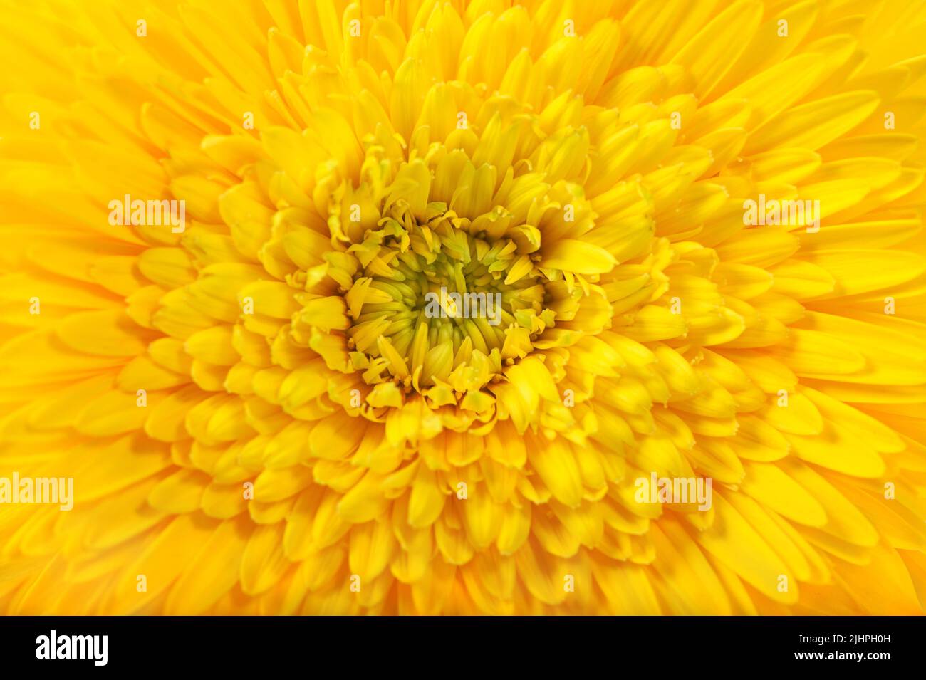 Tête de fleur jaune gerbera Marguerite macro fond floral Banque D'Images