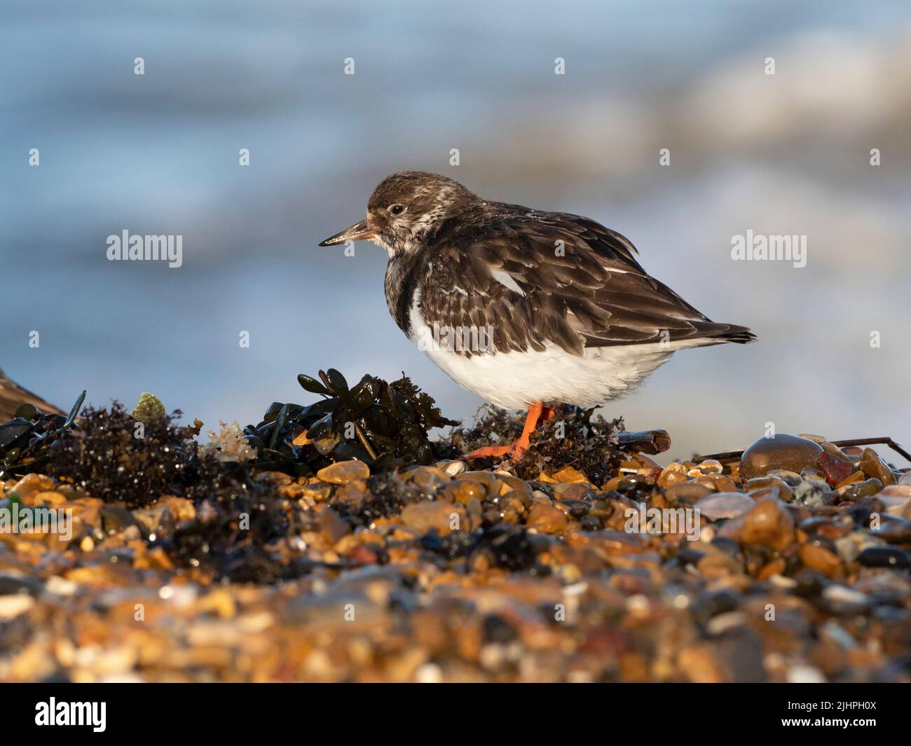 Ruddy turnstone (Arenaria interpretes) se nourrissant autour des huîtres jetées sur la plage de galets, Whitstable, Kent UK, les pierres tournantes peuvent retourner les roches presque comme Banque D'Images