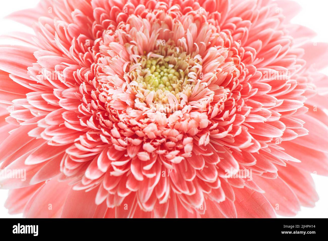 Tête de fleur rose gerbera Marguerite macro fond floral Banque D'Images