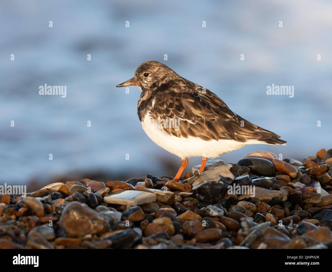 Ruddy turnstone (Arenaria interpretes) se nourrissant autour des huîtres jetées sur la plage de galets, Whitstable, Kent UK, les pierres tournantes peuvent retourner les roches presque comme Banque D'Images