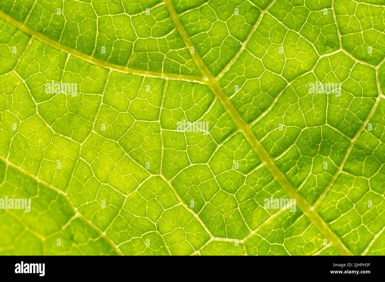Texture macro de la feuille verte. Feuille verte en gros plan. Concept d'écologie Banque D'Images