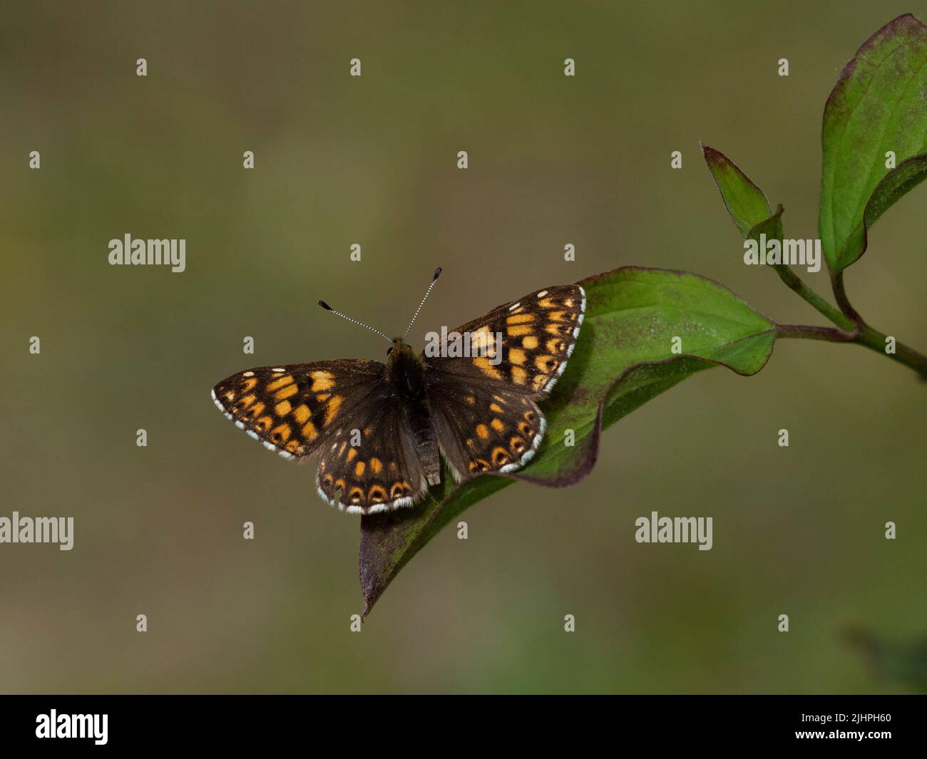 Duke of Burgundy Butterfly, (Hamearis lucina), Bonsai Woodlands, Kent, Royaume-Uni espèces prioritaires, Espèces européennes menacées Banque D'Images