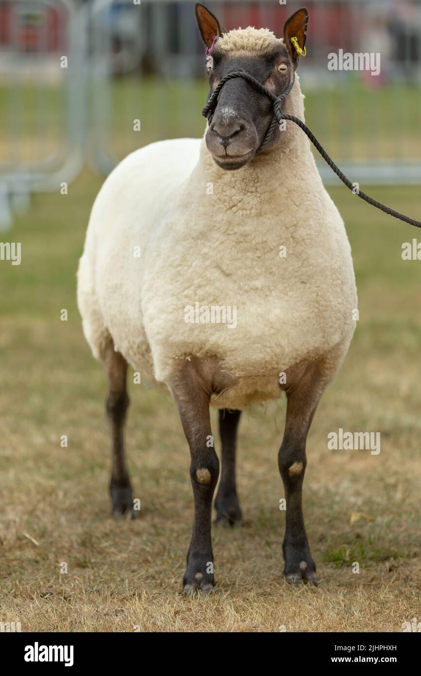 Clunn Forest Ewe face à l'avant dans le Sheep Ring aux cours de championnat, jour 4, Great Yorkshire Show, Harrogate, Royaume-Uni, 2022. Gros plan portrait. Banque D'Images