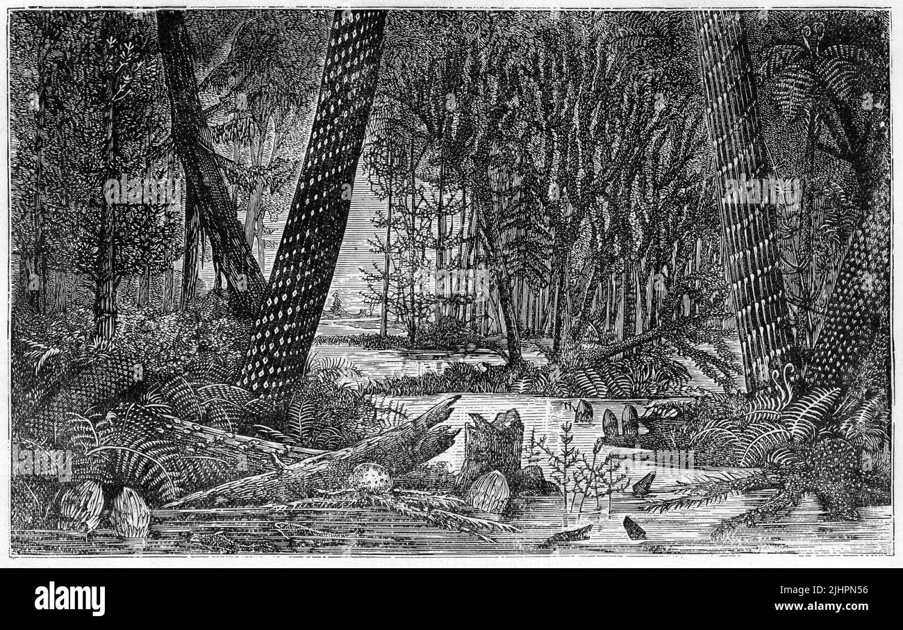 Gravure d'une forêt tropicale Banque D'Images