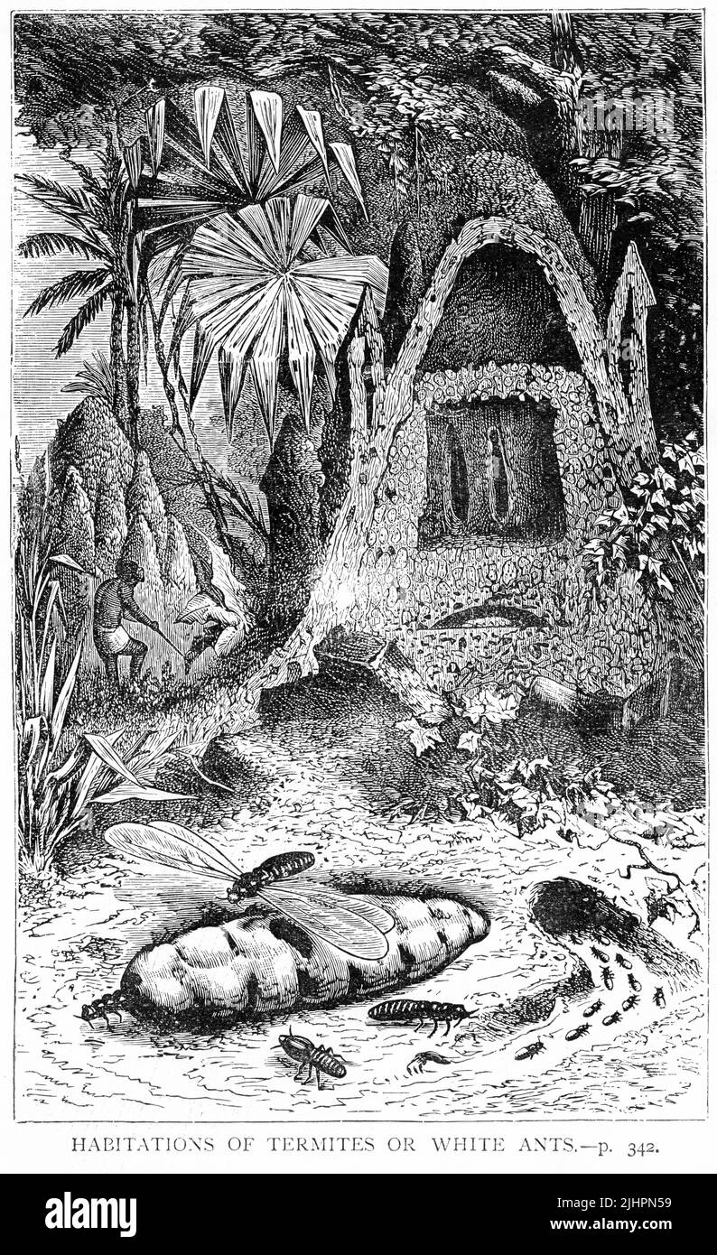 Gravure des habitations des termites ou des fourmis blancs Banque D'Images