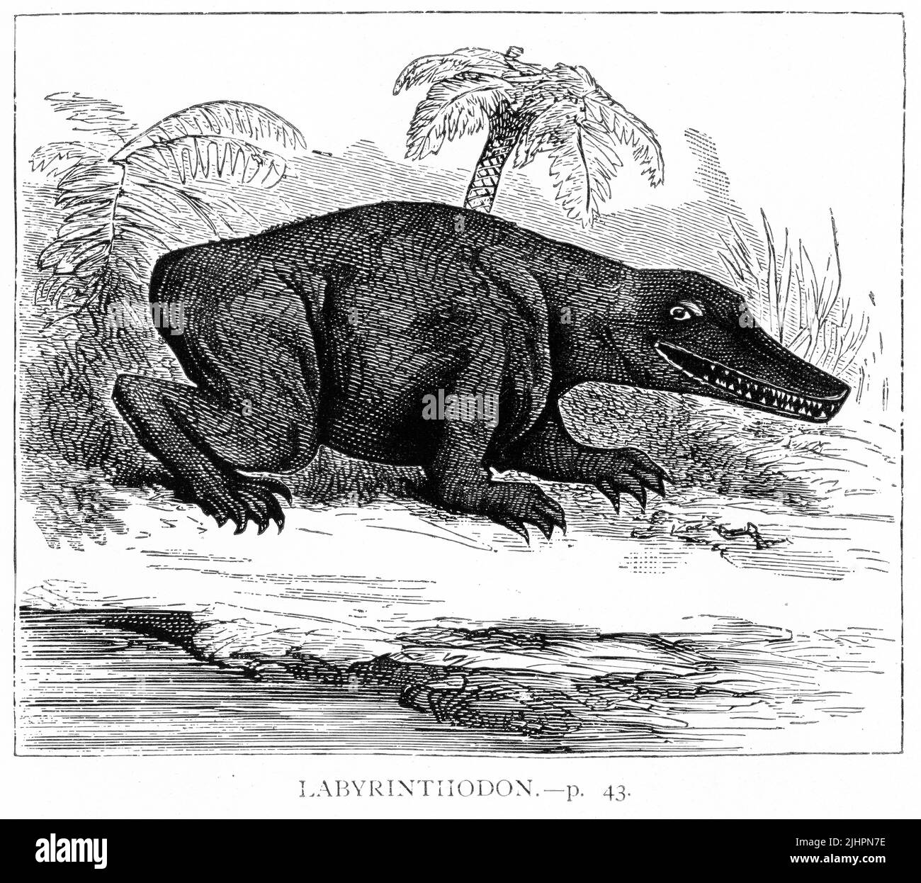 Gravure d'un Labyrinthodonte, un amphibien prédateur éteint qui était une composante majeure des écosystèmes du Paléozoïque tardif et du Mésozoïque précoce Banque D'Images