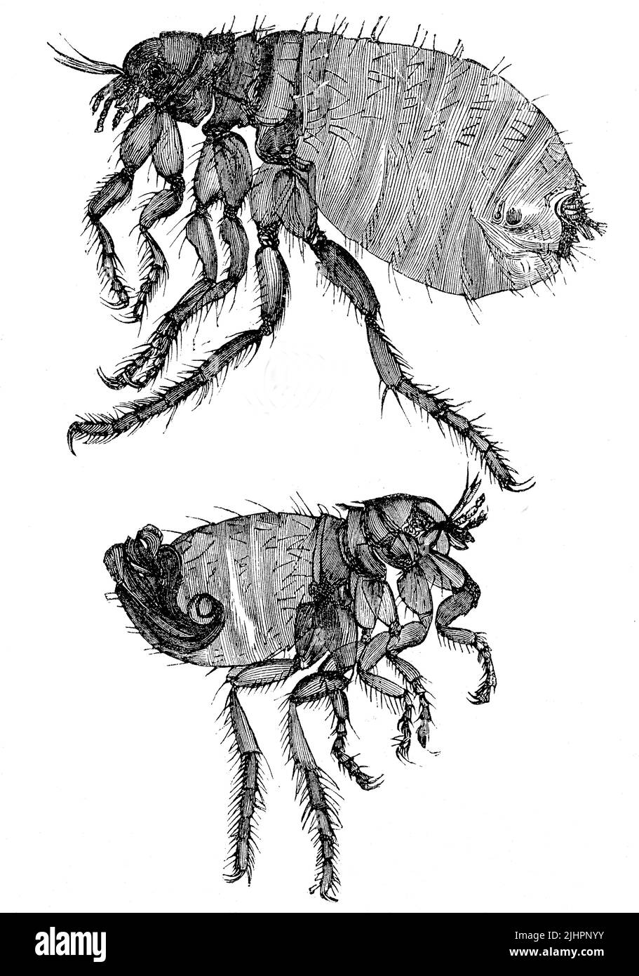 Historische Illustration eines Hundeflohs, Ctenocephalides canis, oben ein männliches Insekt, unten ein weibliches / Illustration historique d'une puce de chien, Ctenocephalides canis, top est un insecte mâle, bottom a female, Origisch, digital restaurierte Reprodukeiner einer in alvorim 19. Jahrhundert, genaues Originaldatum nicht bekannt, Banque D'Images