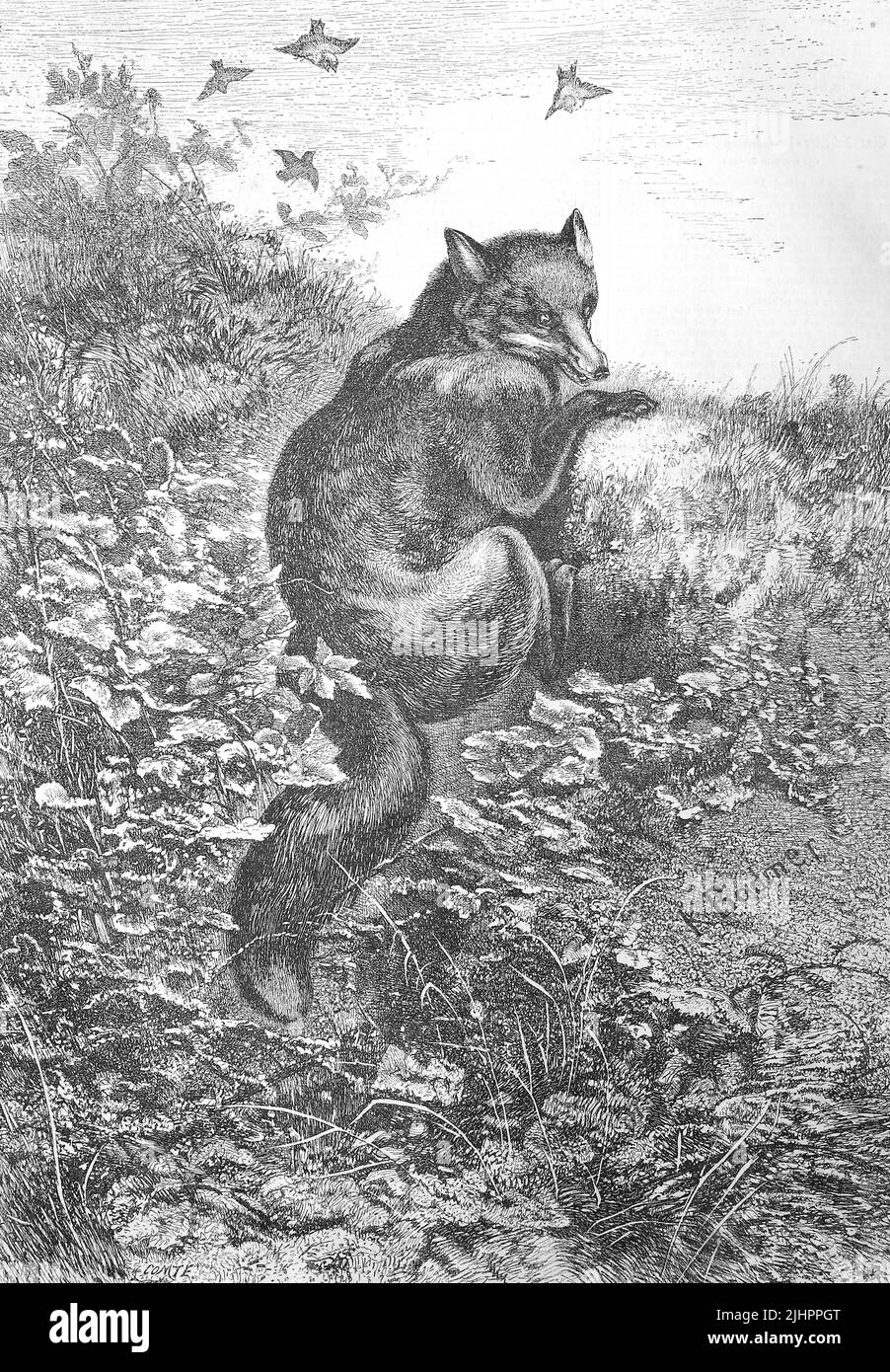 Illustration eines Rotfuchses, Vulpes vulpes, in der Natur / illustration d'un renard rouge, Vulpes vulpes, dans la nature, Historisch, restauration numérique Reproduktion einer Originalvorlage aus dem 19. Jahrhundert, genaues Originaldatum nicht bekannt, Banque D'Images