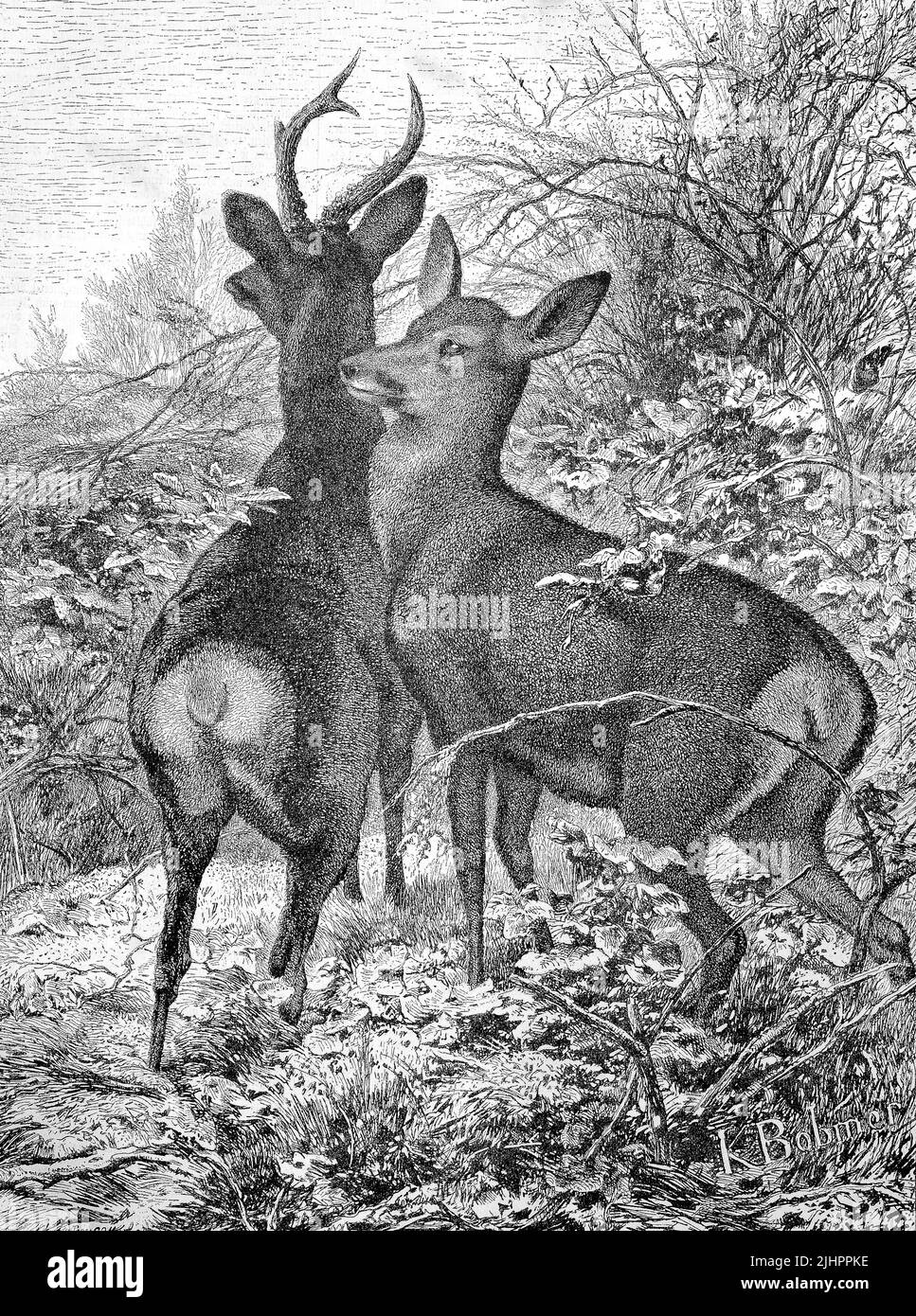 Männlicher Bock und weibliche Ricke, Rehwild, in der Natur / mâle buck et femelle doe, roe cerf, dans la nature, Historisch, digital restaurierte Reproduktion einer Originalvorlage aus dem 19. Jahrhundert, genaues Originaldatum nicht bekannt, Banque D'Images