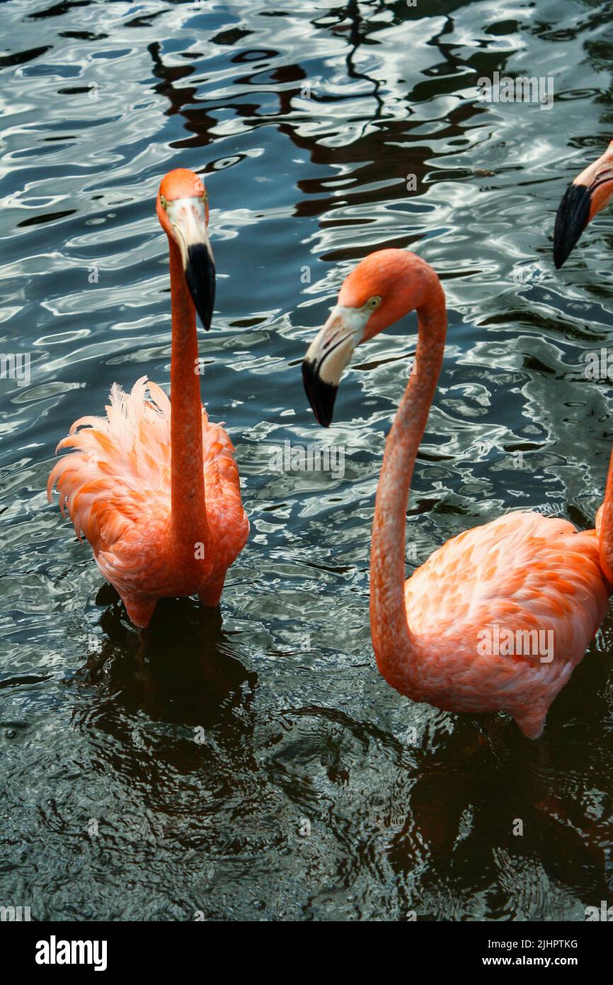 Floqué de flamants debout dans l'eau d'un étang dans la ville de Malang, Java est, Indonésie. Personne. Banque D'Images