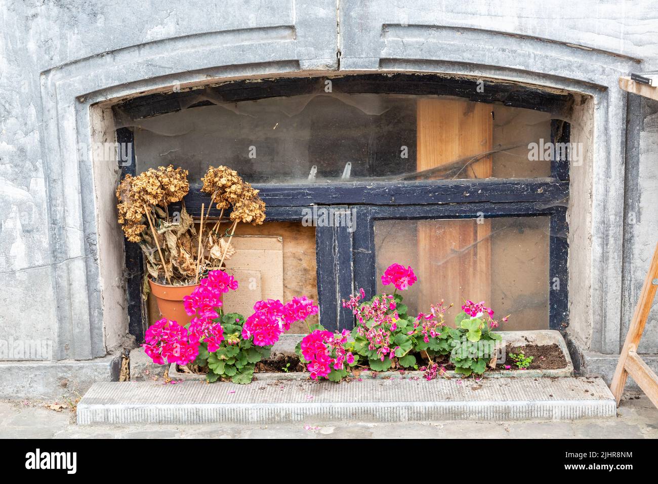Fleurs en pot, certaines flétrissent, devant une cave vitrée d'un bâtiment abandonné. Banque D'Images