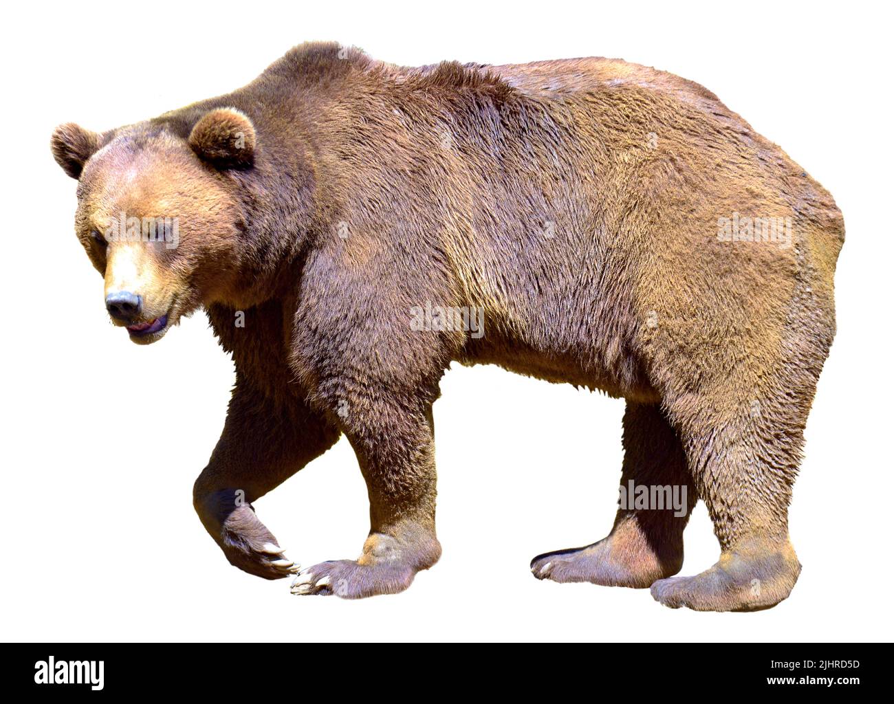 Ours brun (Ursus arctos) vu à partir d'un profil isolé sur fond blanc Banque D'Images