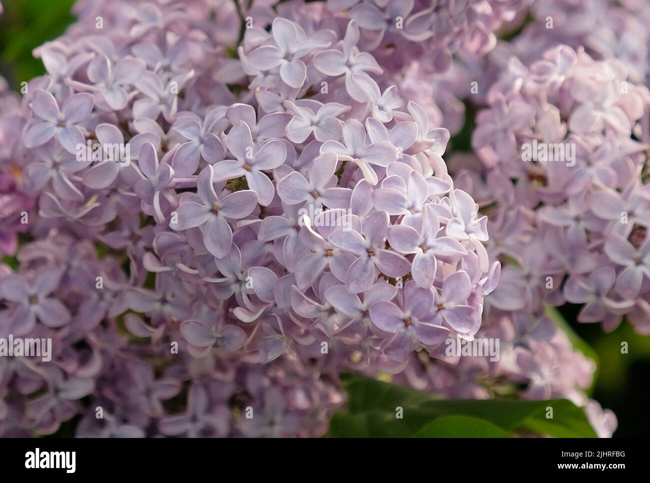 Inflorescences de lilas sur la branche et les feuilles vertes. Belle fleur de fleurs violettes de lilas (Syringa vulgaris). Fleurir au printemps, gros plan. Banque D'Images