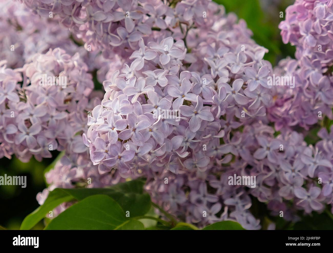 Inflorescences de lilas sur la branche et les feuilles vertes. Belle fleur de fleurs violettes de lilas (Syringa vulgaris). Fleurir au printemps, gros plan. Banque D'Images