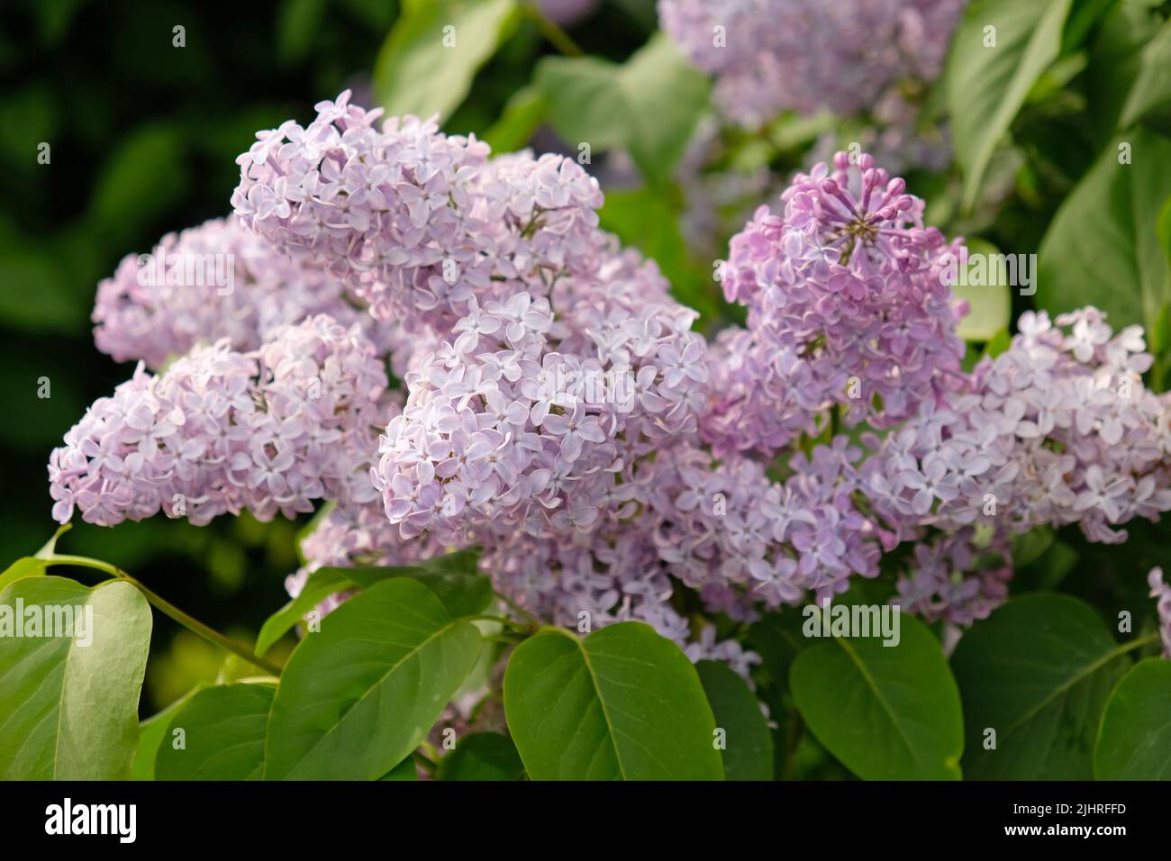 Inflorescences de lilas sur la branche et les feuilles vertes. Belle fleur de fleurs violettes de lilas (Syringa vulgaris). Fleurir au printemps, gros plan. Banque D'Images