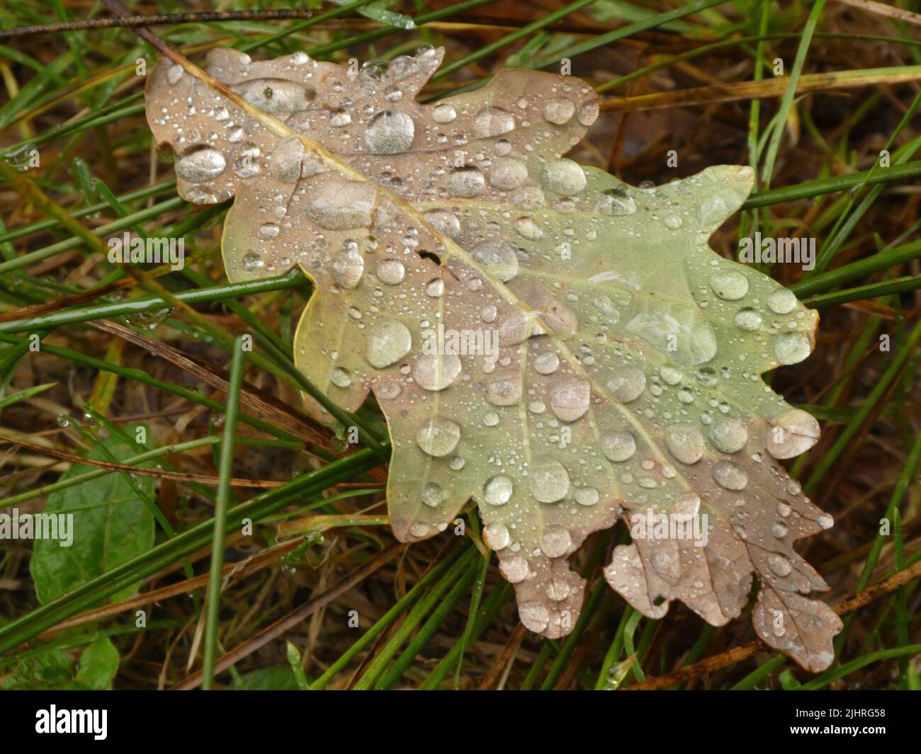 Des gouttes d'eau scintillantes sur une seule feuille de chêne vert après la pluie Banque D'Images