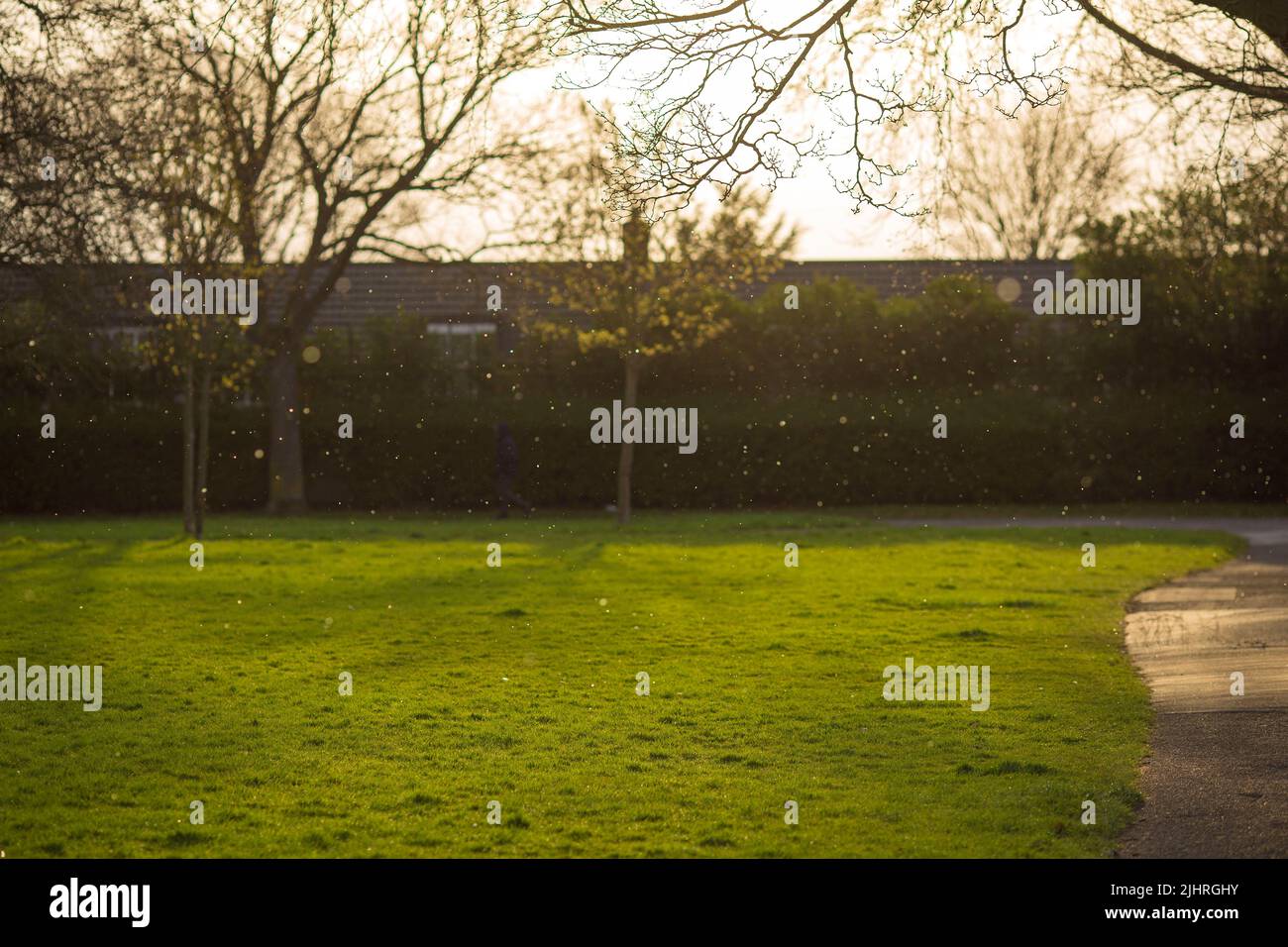 Des flocons de neige tombent dans un parc de l'est de Londres. Banque D'Images