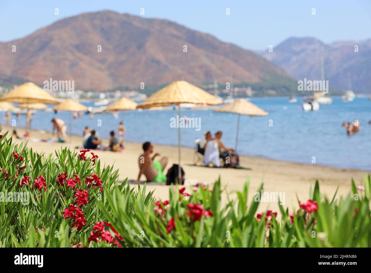 Vue à travers les fleurs des lauriers-roses sur la plage de sable avec parasols en osier et bains de soleil. Mer bleue et montagnes, station d'été Banque D'Images