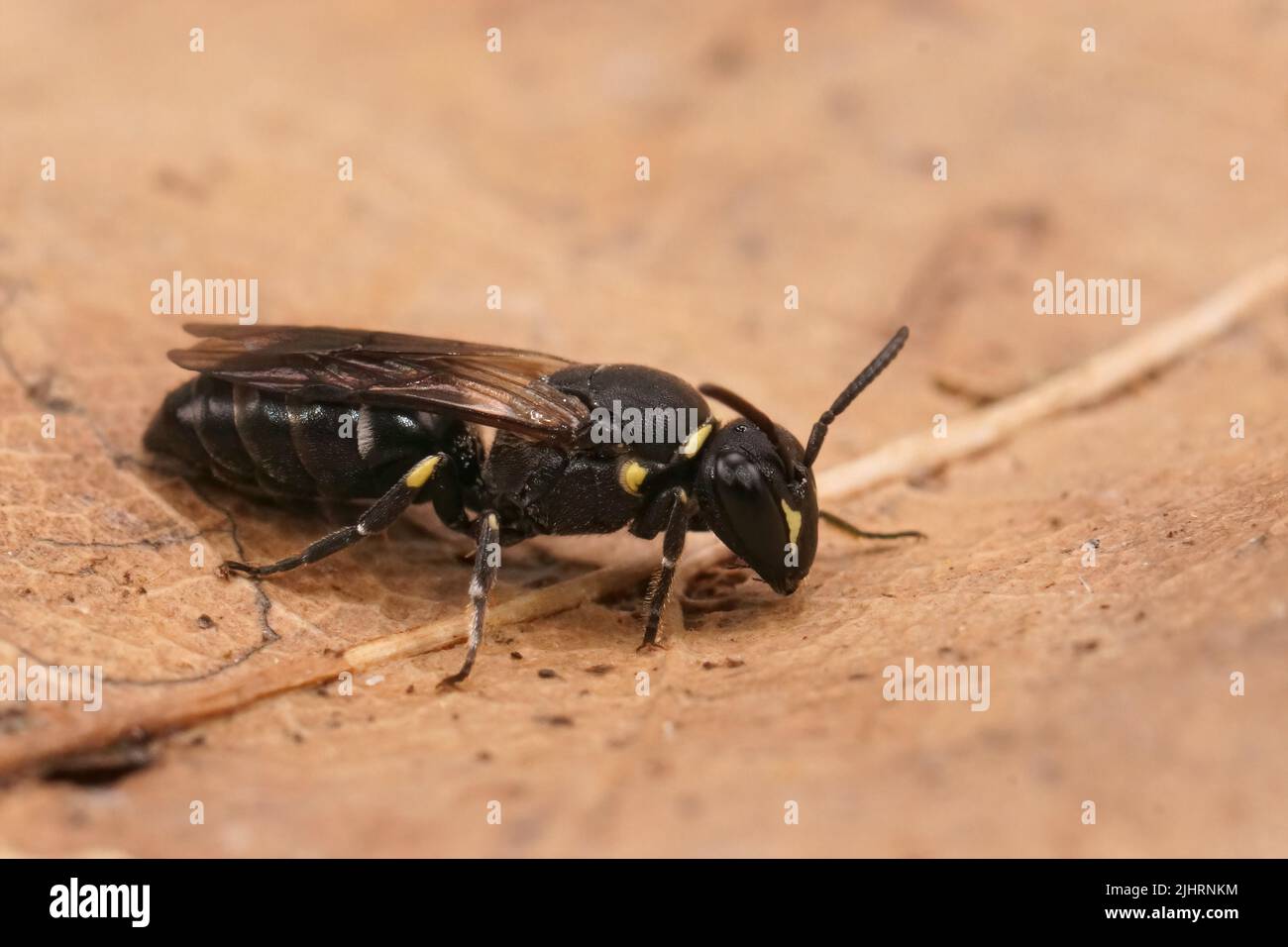 Gros plan détaillé sur une abeille femelle à face jaune commune, Hylaeus communis Banque D'Images