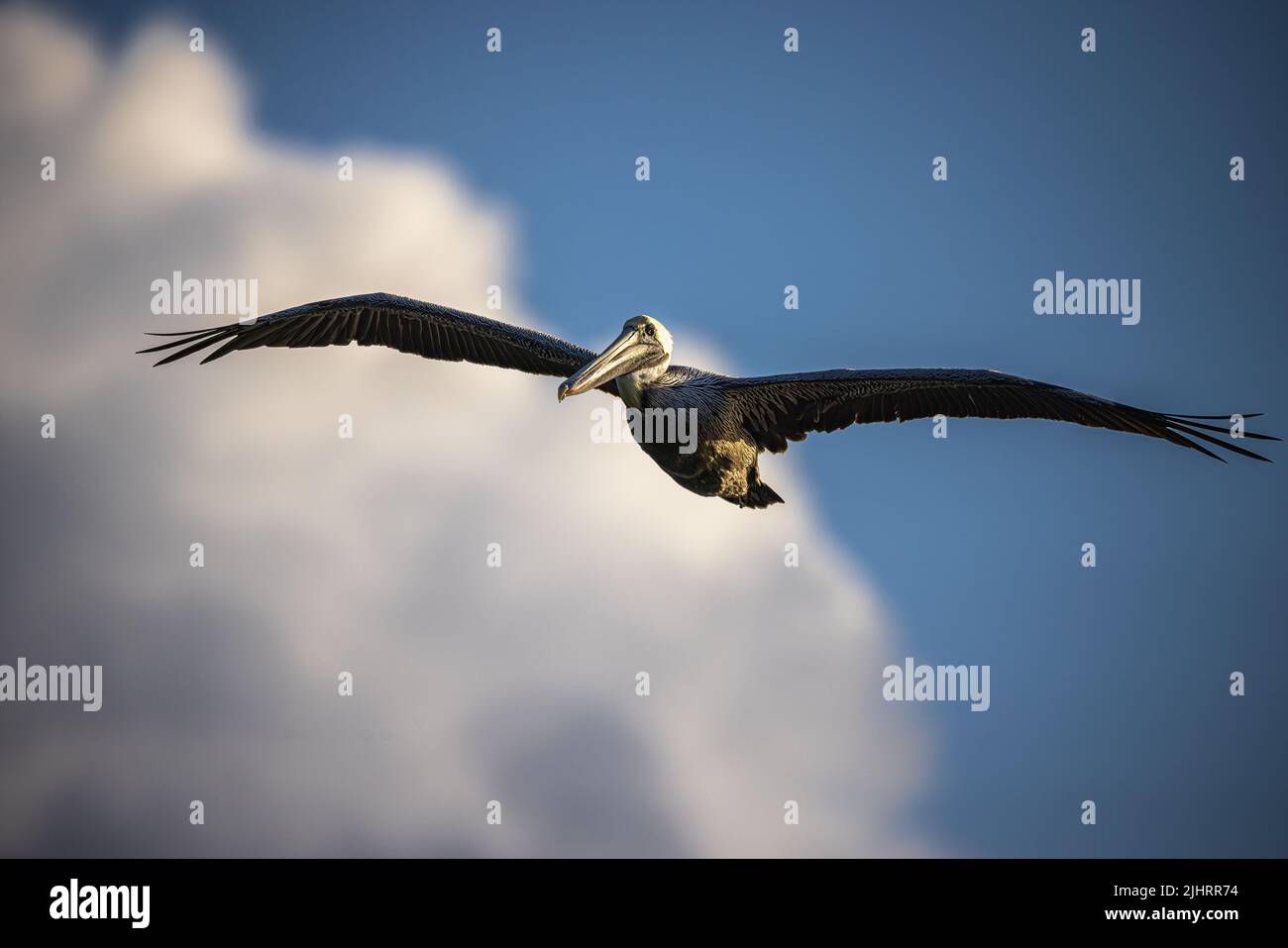 Un pélican volant avec un fond ciel flou - genre Pelecanus Banque D'Images