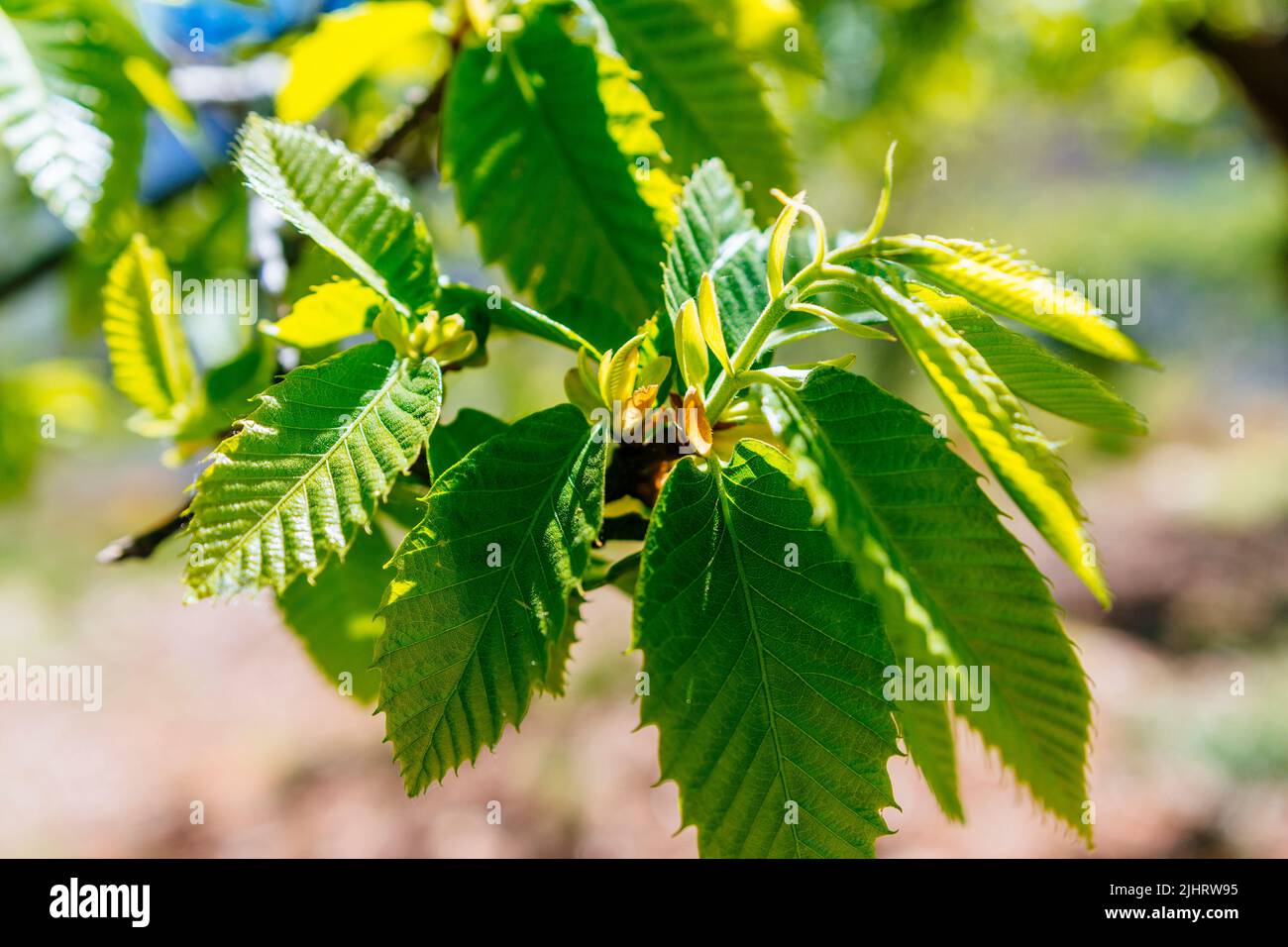 Feuilles de cerisier au début du printemps. El Bierzo, province de León, Castille et León, Espagne Banque D'Images