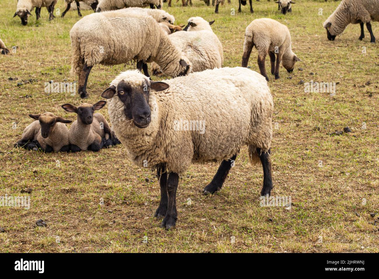 Maman est un mouton et de petits agneaux. Moutons dans le pâturage manger de l'herbe sèche. Banque D'Images