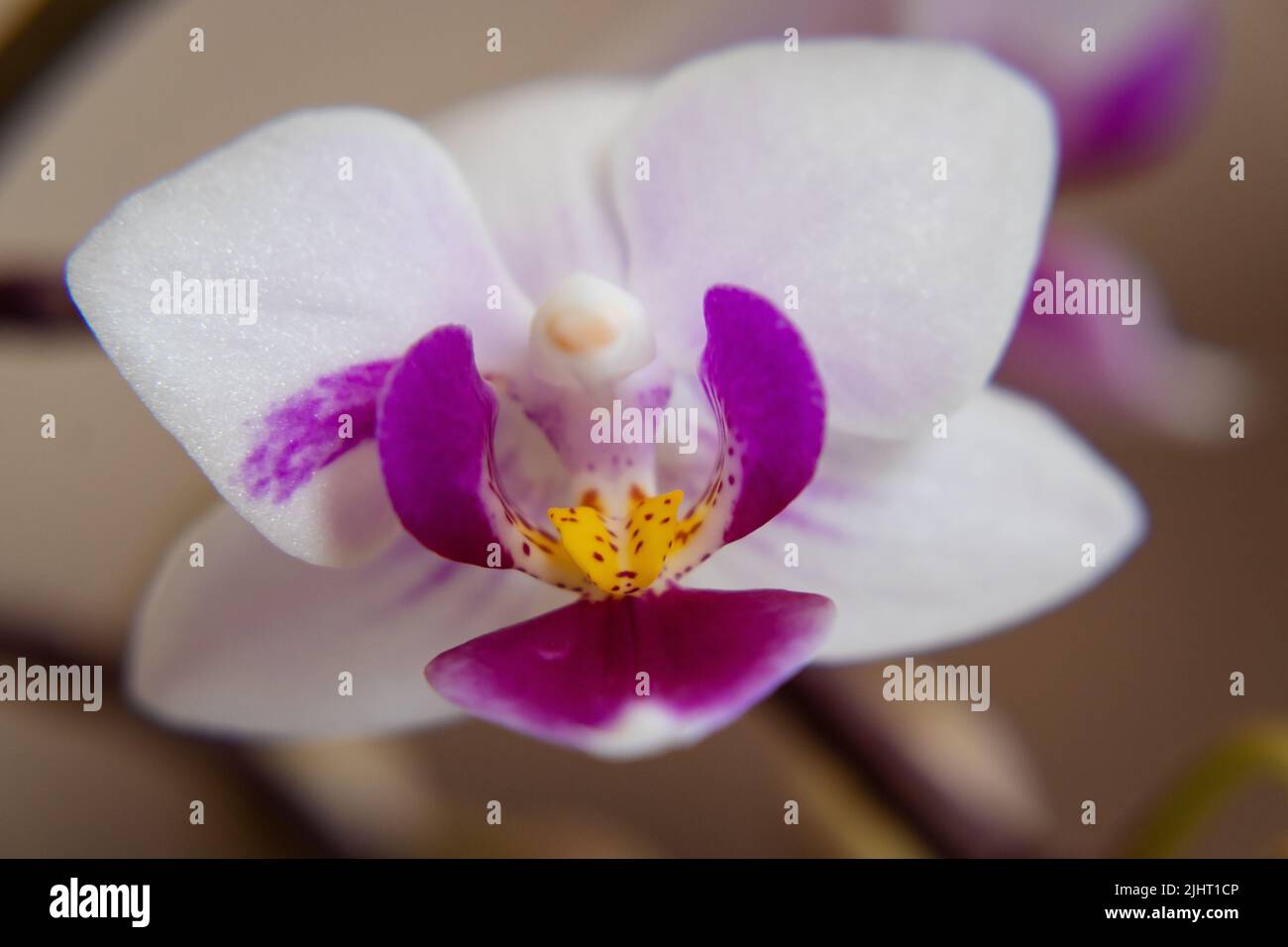 Phalaenopsis orchid blossom Banque D'Images