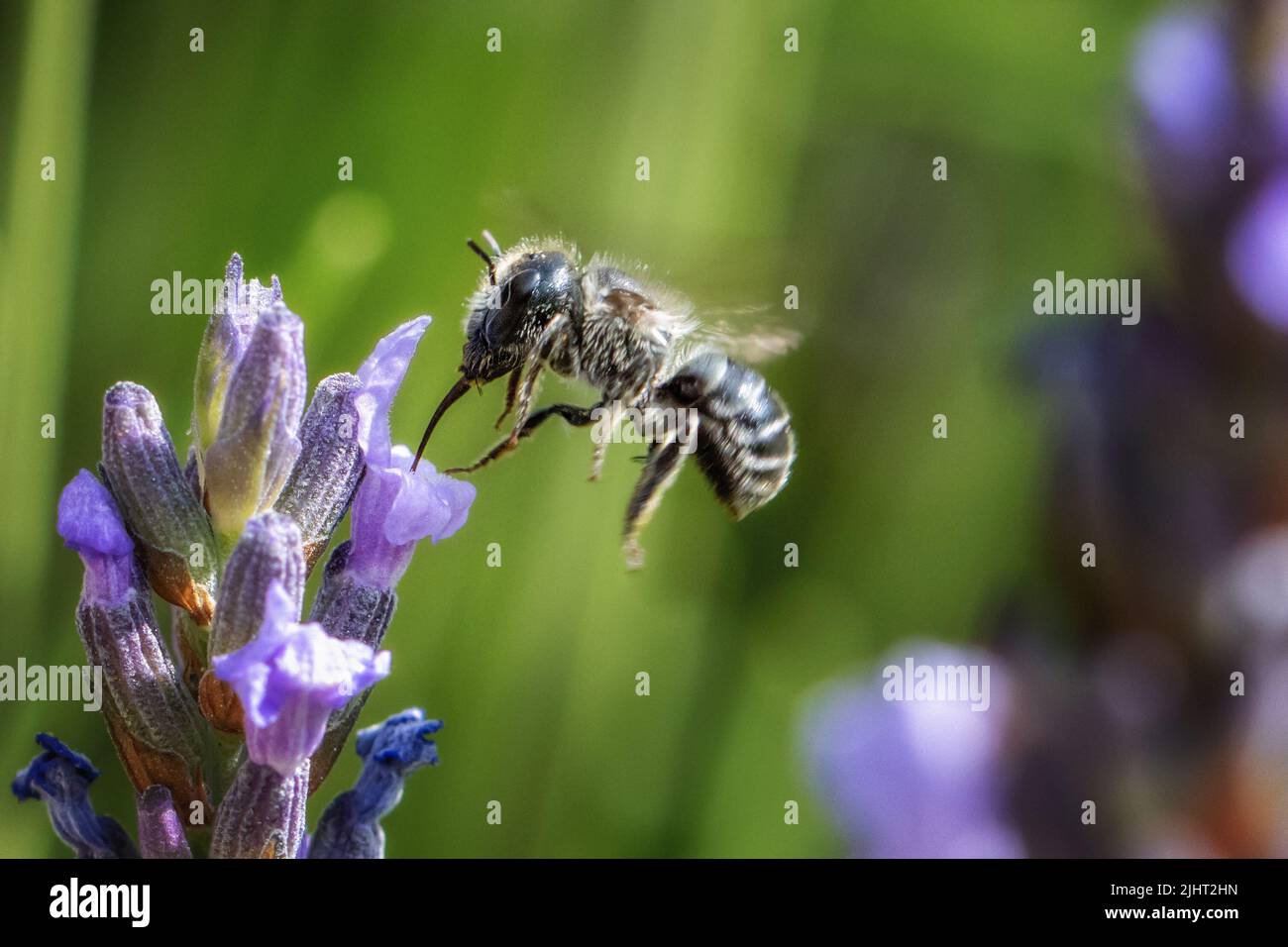 Faune britannique : abeille mason bleue femelle (Osmia caerulescens) buvant du nectar de lavande, Burley-in-Wharfedale, West Yorkshire, Angleterre, Royaume-Uni Banque D'Images