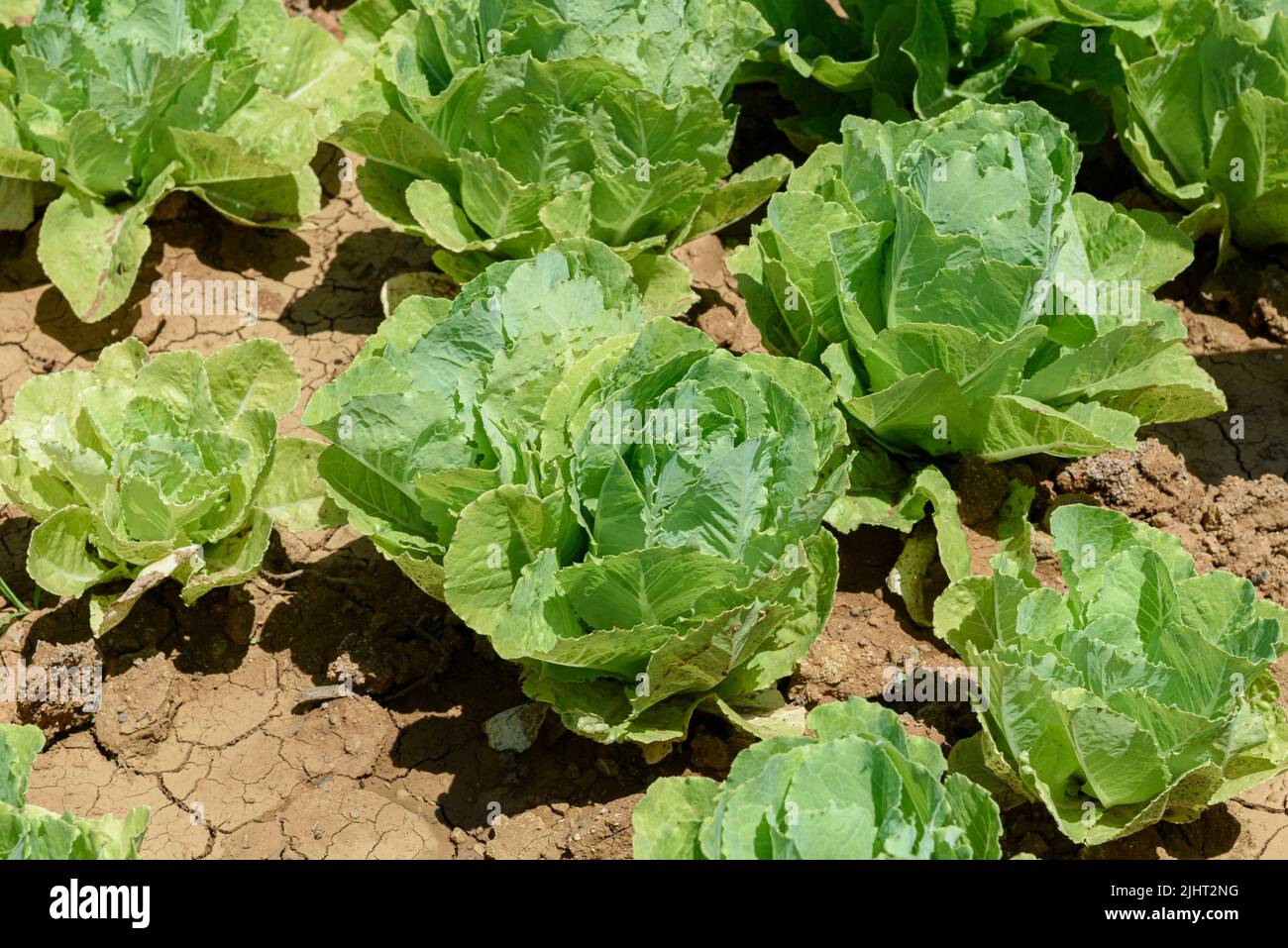 Champs de ferme avec des sols fertiles et des rangées de salade de laitue verte en croissance à Istanbul, Turquie. Banque D'Images