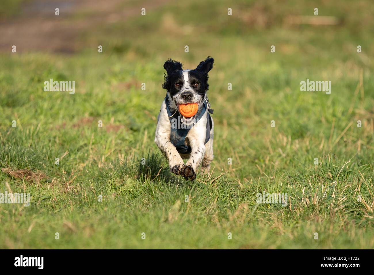 Loki l'épagneul cocker en activité joue à FETCH dans Beddington Park à Sutton, Londres. Banque D'Images