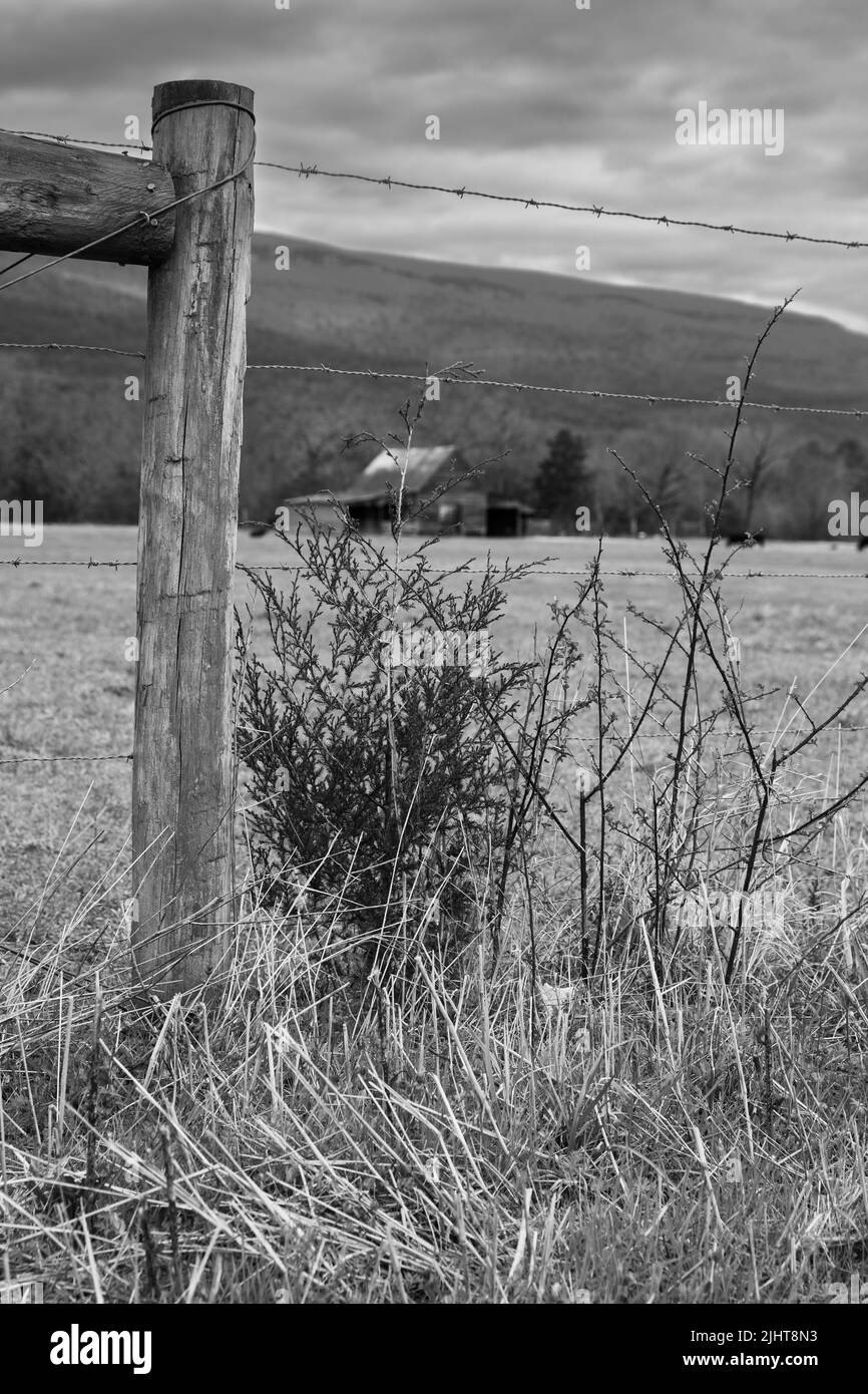Plan vertical d'une usine près d'une clôture câblée avec une maison en arrière-plan Banque D'Images