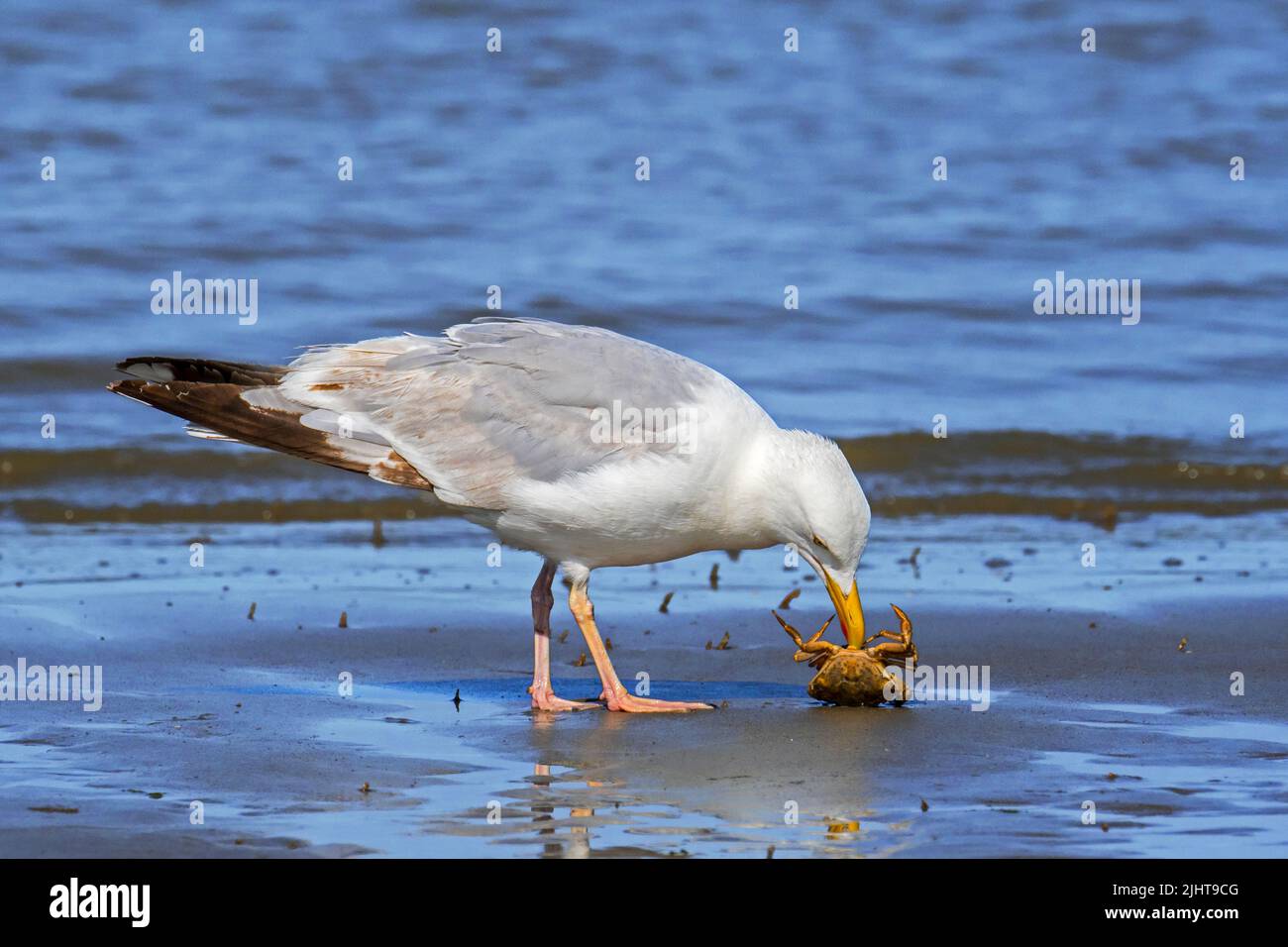 Goéland argenté (Larus argentatus) tuer et manger du crabe vert (Carcinus maenas) sur une plage de sable le long de la côte de la mer du Nord en été Banque D'Images