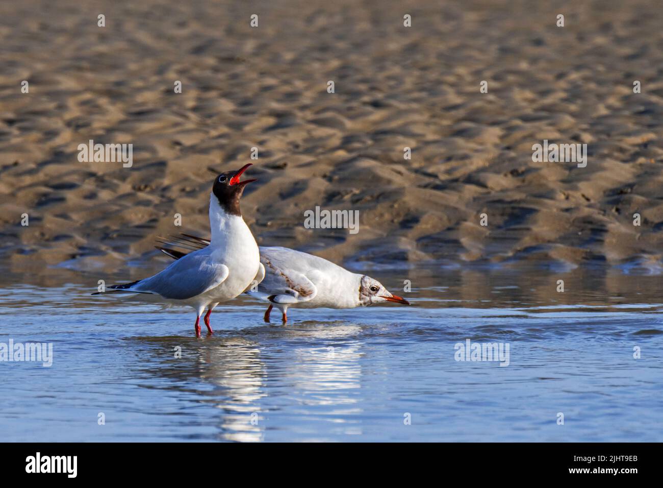 Exposition d'un vaisseau d'audience par un guette à tête noire (Chericocephalus ridibundus), mâle montrant à l'intérieur de la gorge rouge tout en appelant à la plage en été Banque D'Images Exposition d'un vaisseau d'audience par un guette à tête noire (Chericocephalus ridibundus), mâle montrant à l'intérieur de la gorge rouge tout en appelant à la plage en été Banque D'Images